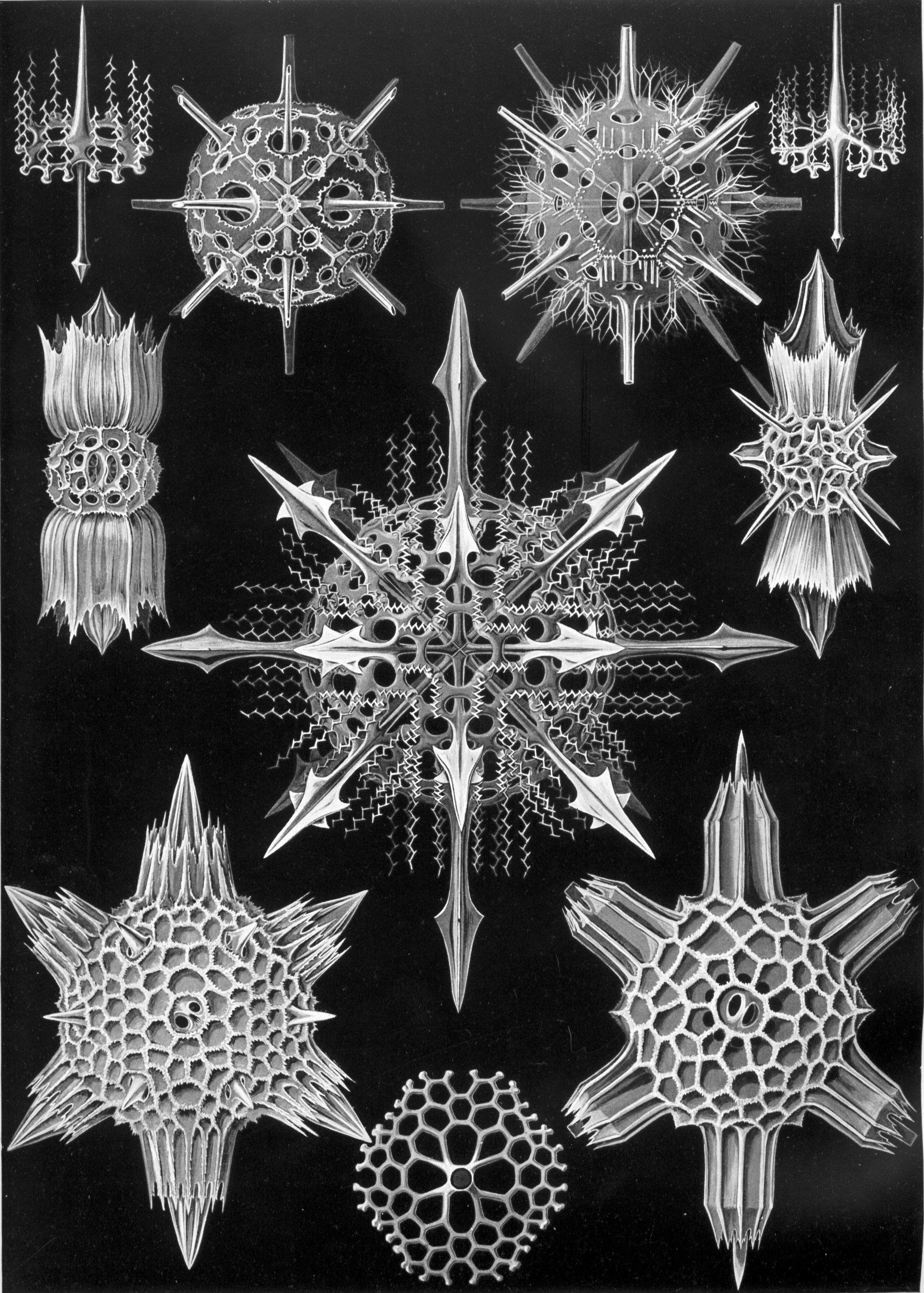 Ernst Haeckel: Acantophracta