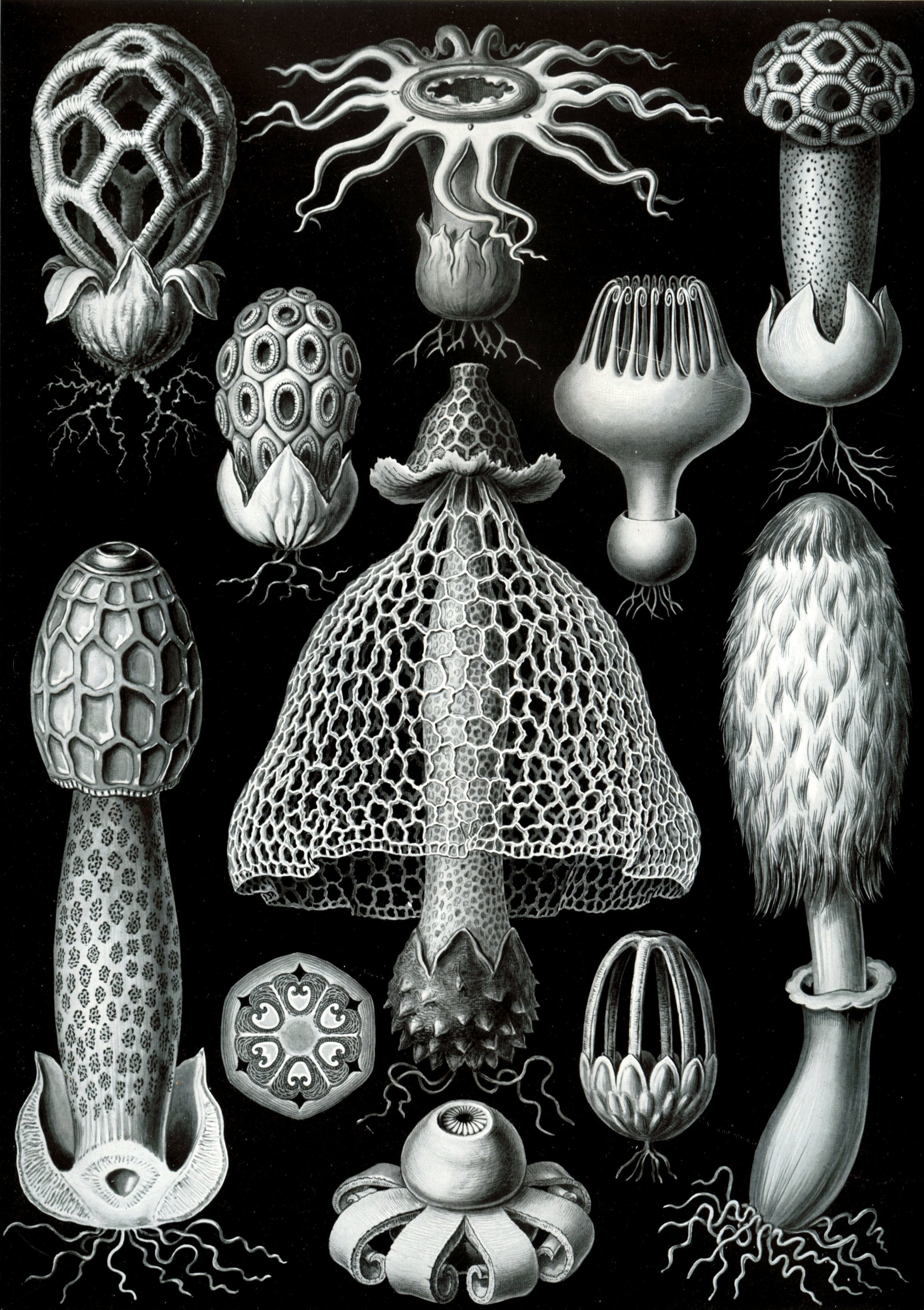 Ernst Haeckel: Basimycetes