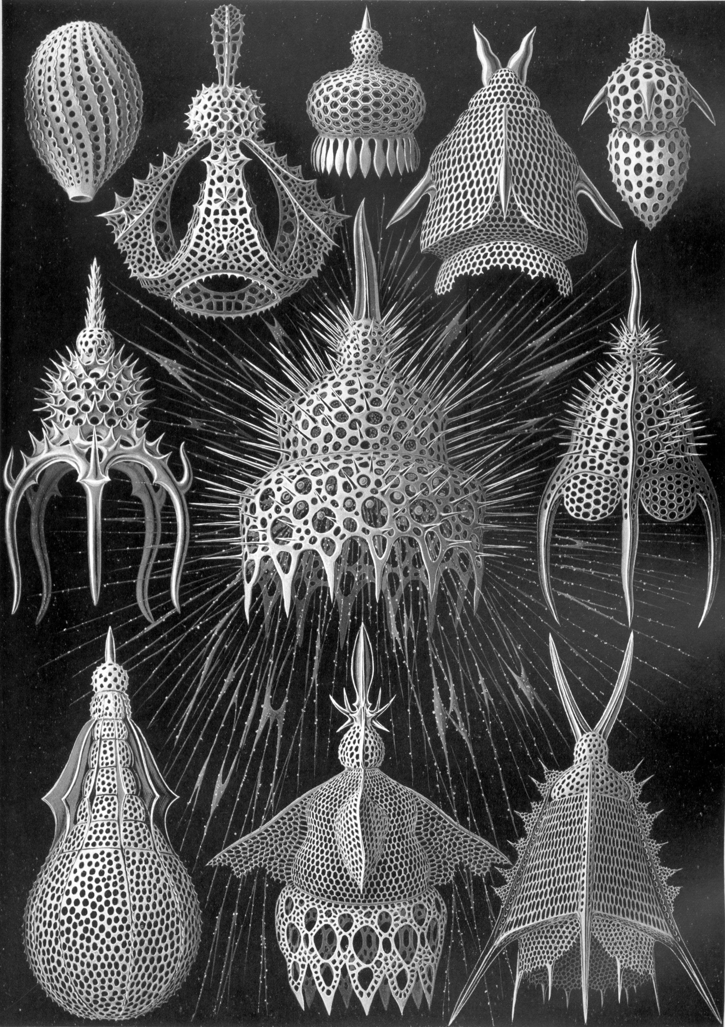Ernst Haeckel: Cyrtoidea