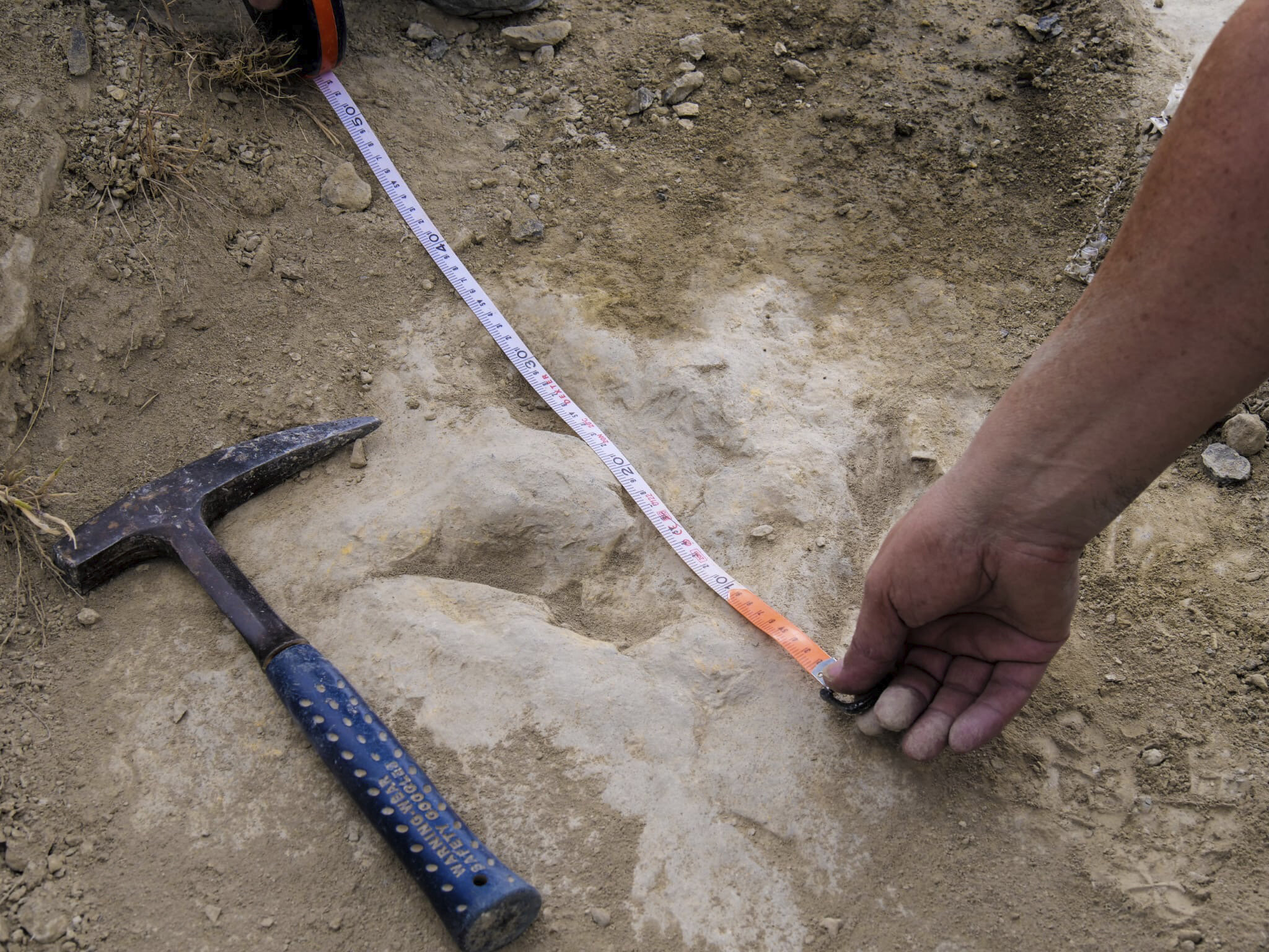 Villámgyors dinoszaurusz maradványait tárták fel Spanyolországban