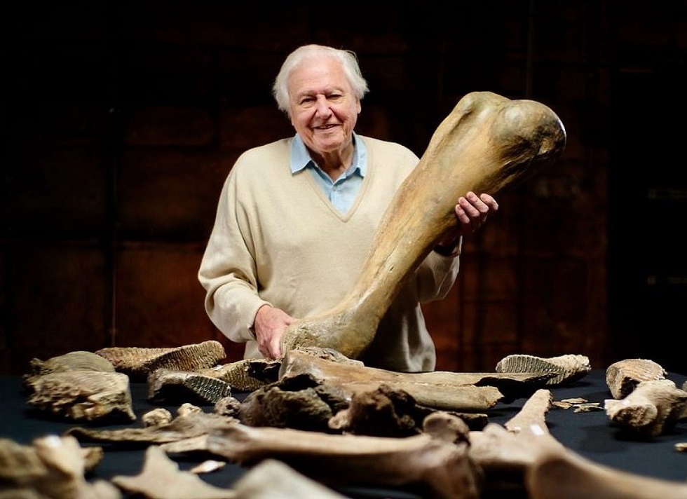 Öt jégkorszaki mamut kifogástalan állapotú maradványaira leltek egy angliai kavicsbányában