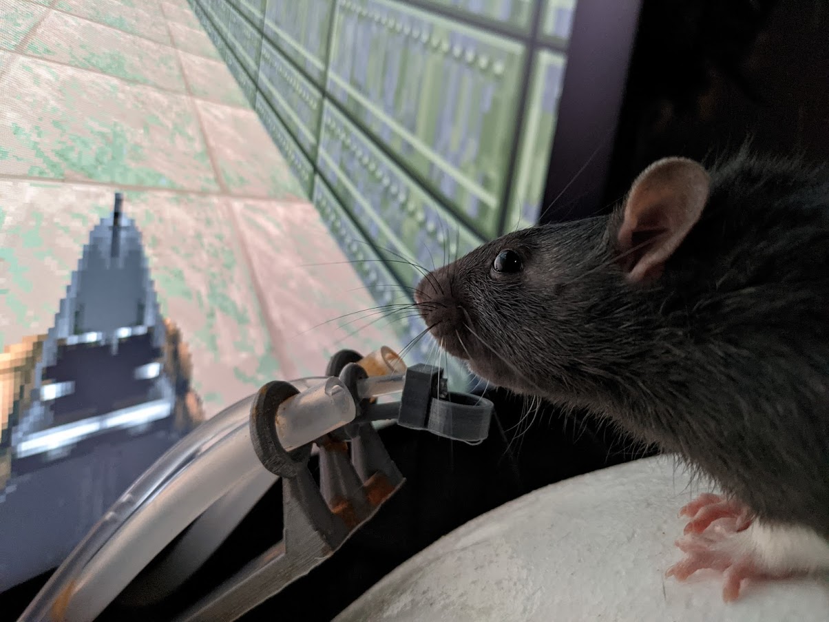 Még Elon Musk cégéhez is behívták a magyar agykutatót, aki patkányokat tanított meg doomozni