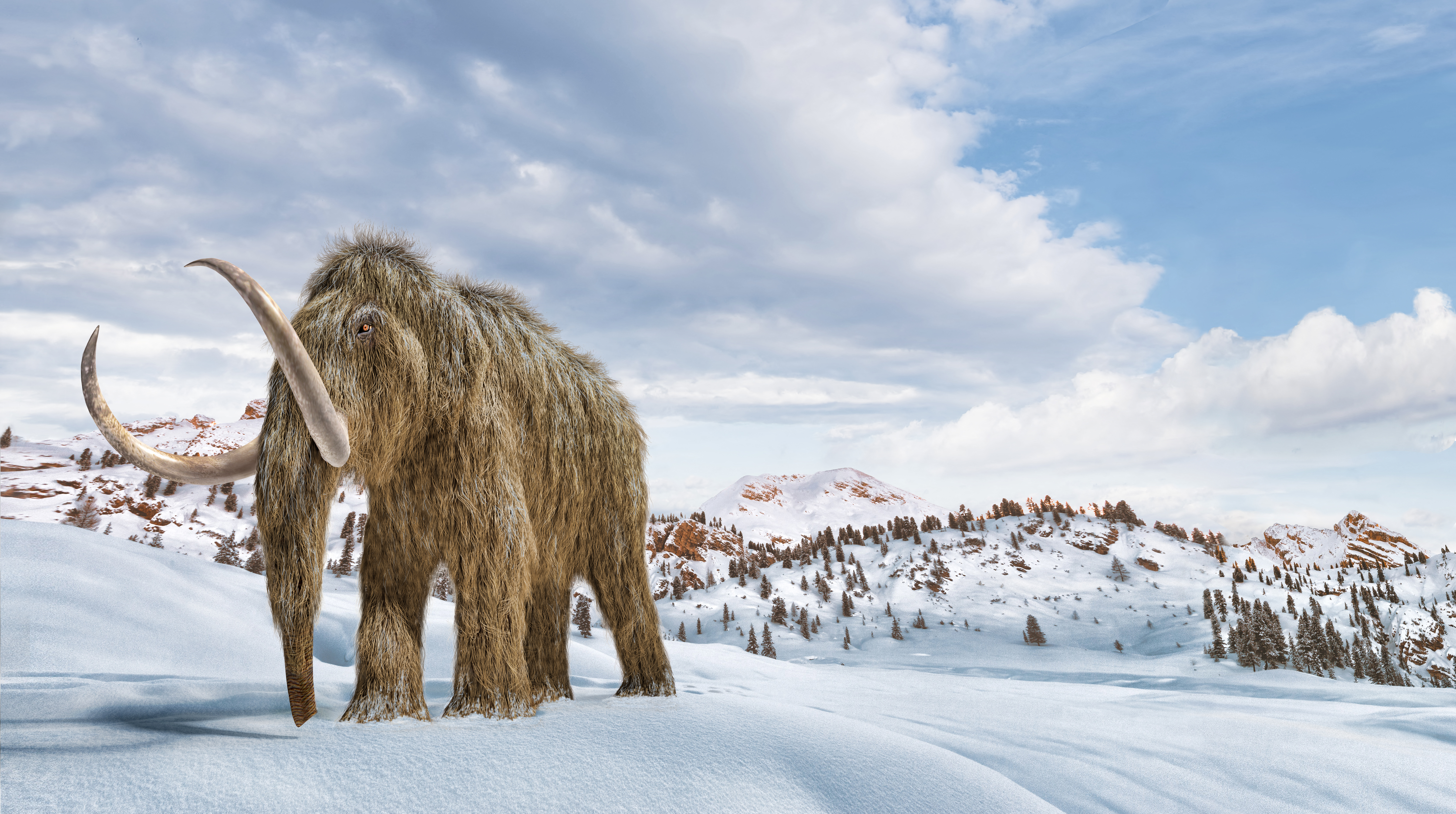 5000 éve még javában dübörögtek a gyapjas mamutok Észak-Amerikában