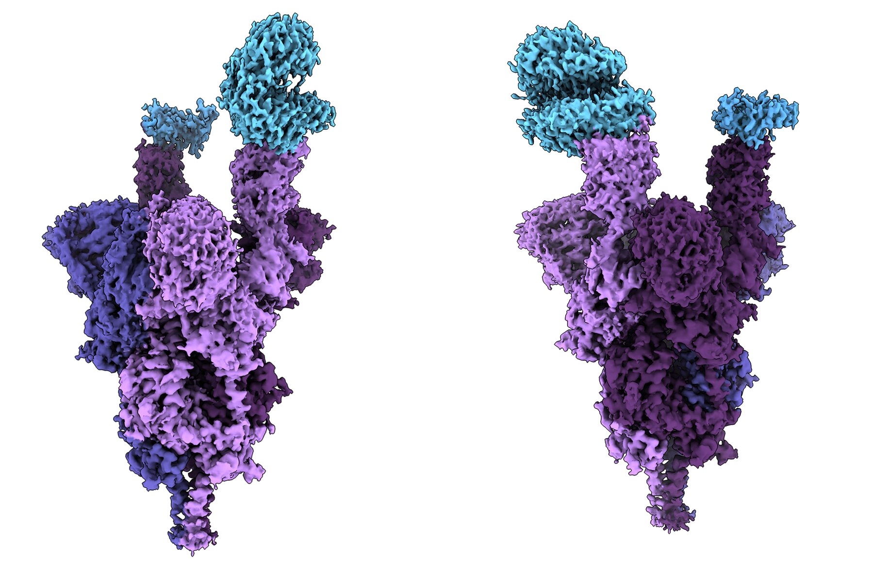 Az omikron variáns csaknem atomi szintű struktúrája. A vírus a tüskefehérje (lila) segítségével kapcsolódik az emberi ACE2 receptorokhoz (kék).