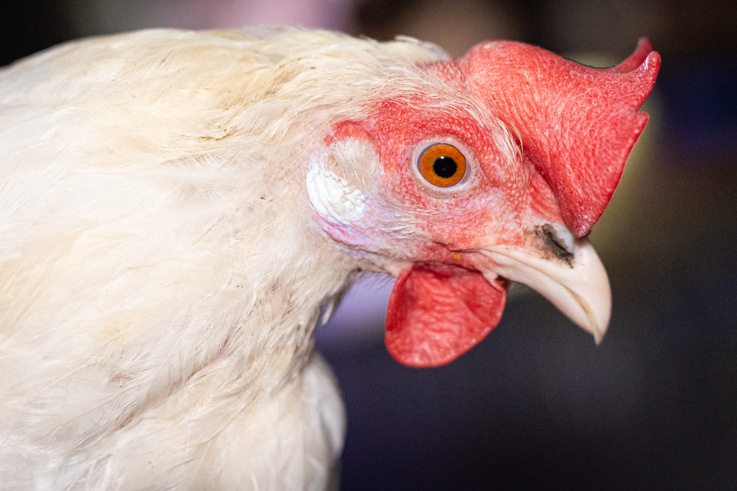 A mostaninál is komiszabb járvány lehet a vége, ha továbbra is antibiotikummal tömik a csirkéket