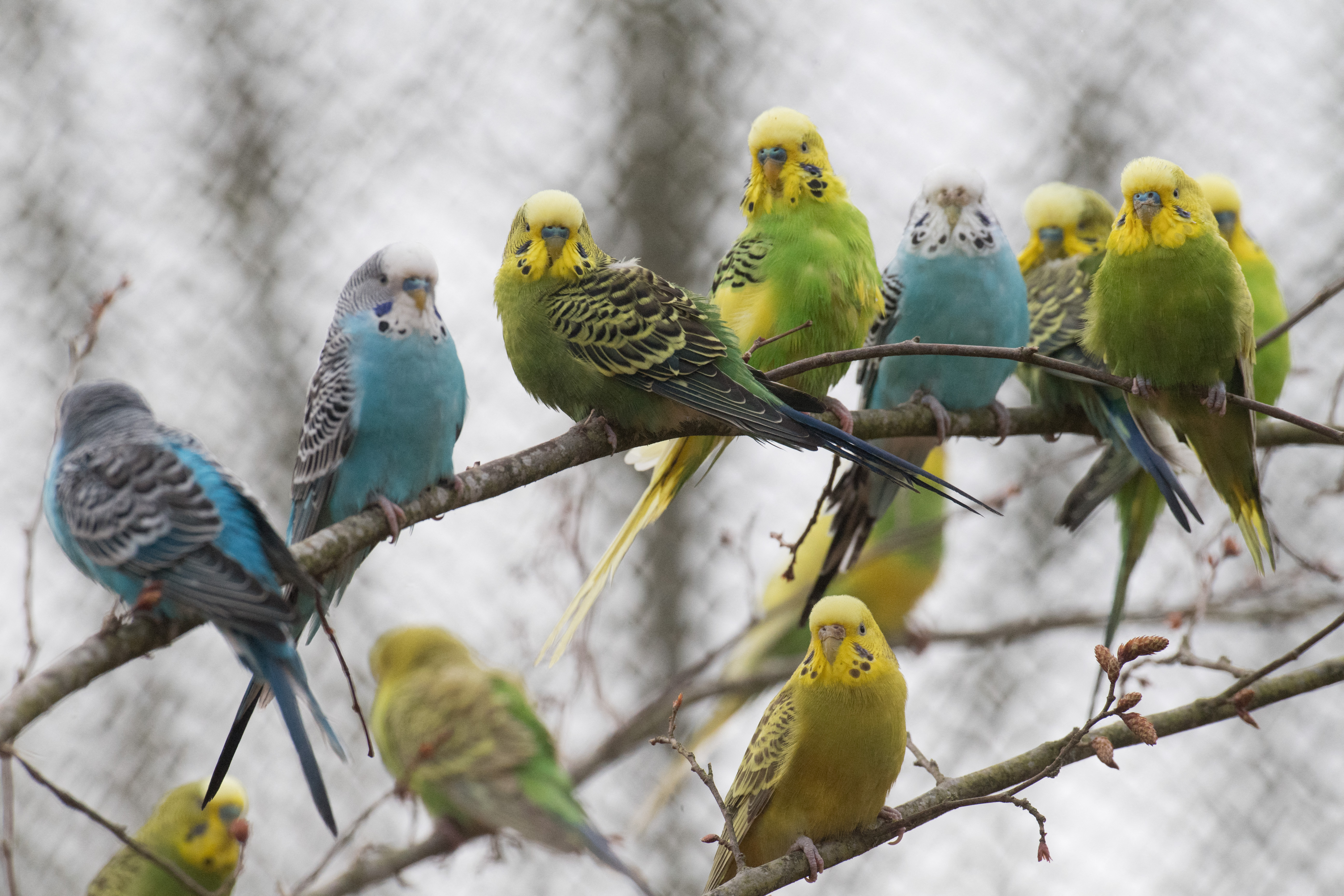 Egyszerre 800 papagájt adtak be egy amerikai állatmenhelyre