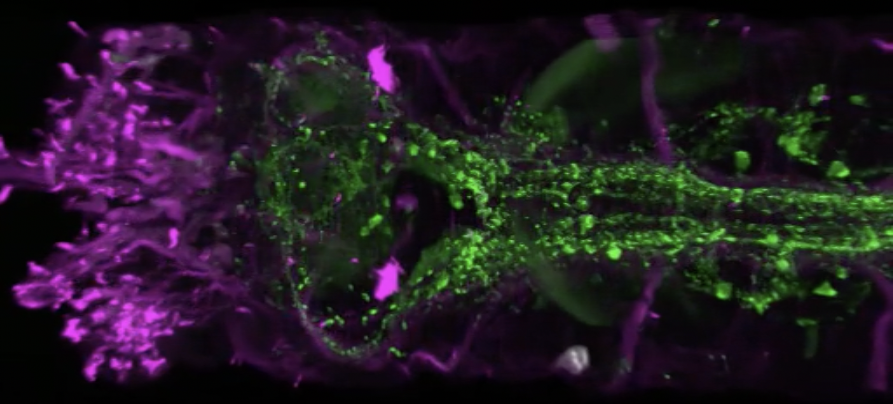 Impakták: Tengeri gyűrűsféreg segít megérteni az idegrendszer eredetét és evolúcióját