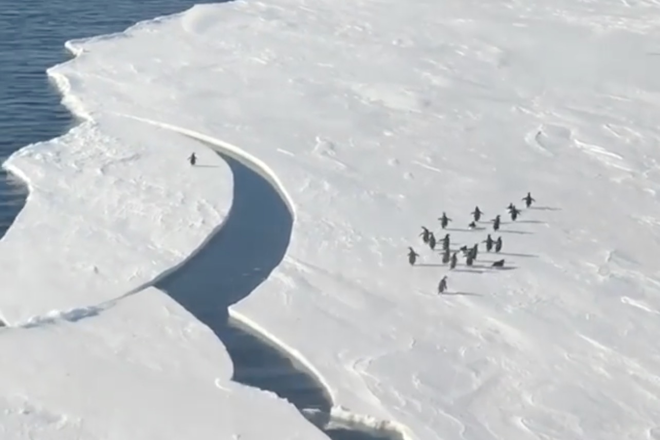 Akciófilmen nem izgultunk még úgy, mint a leszakadó jégtábla és a pingvin csatáján