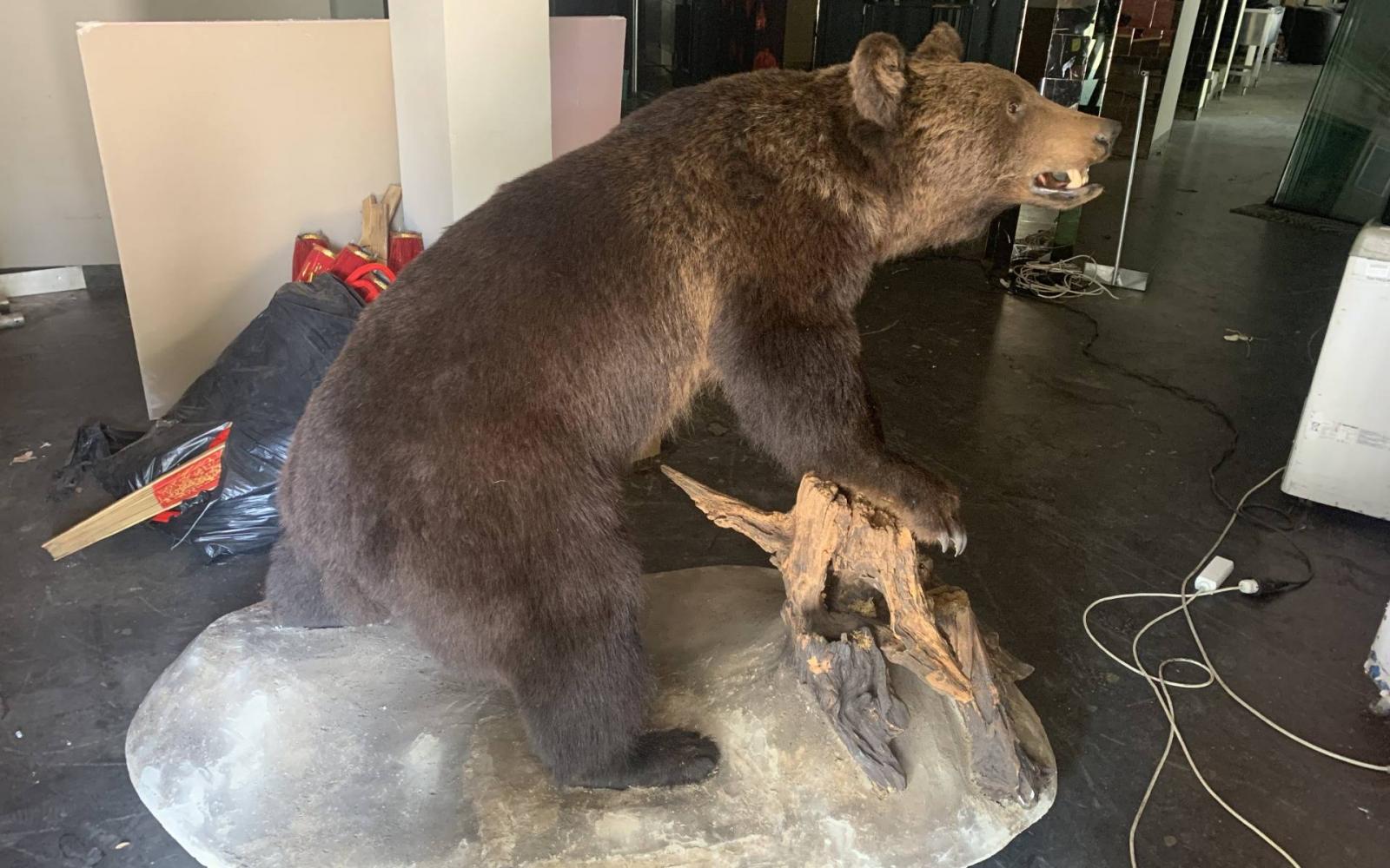 A sümegi önkormányzathoz került a kitömött medve, ami miatt elítélték az egyik fideszes képviselőt