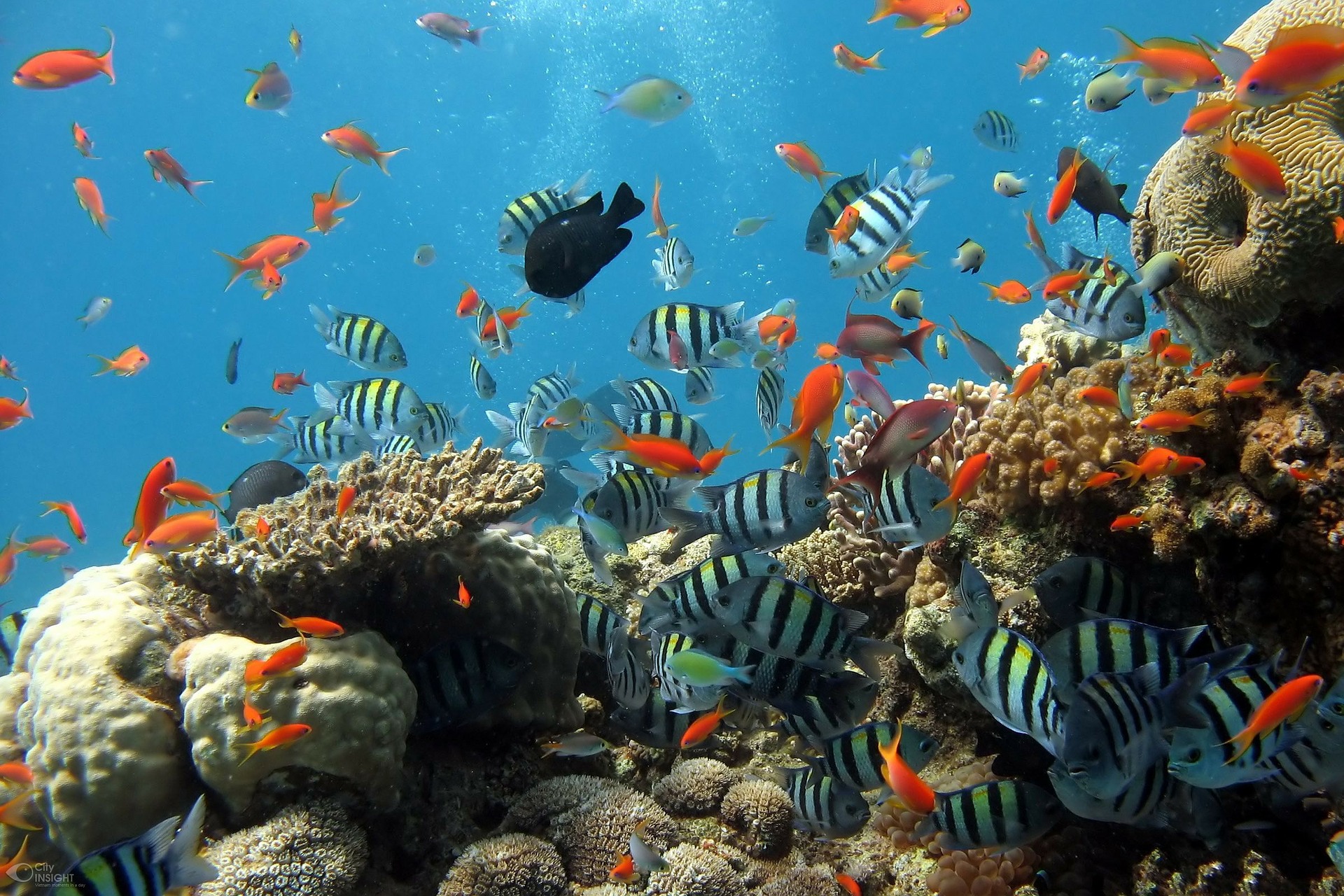 Felfedeztek egy óriási korallzátonyt, ami bizonyíthatja, hogy talán még nem tett tönkre mindent az ember