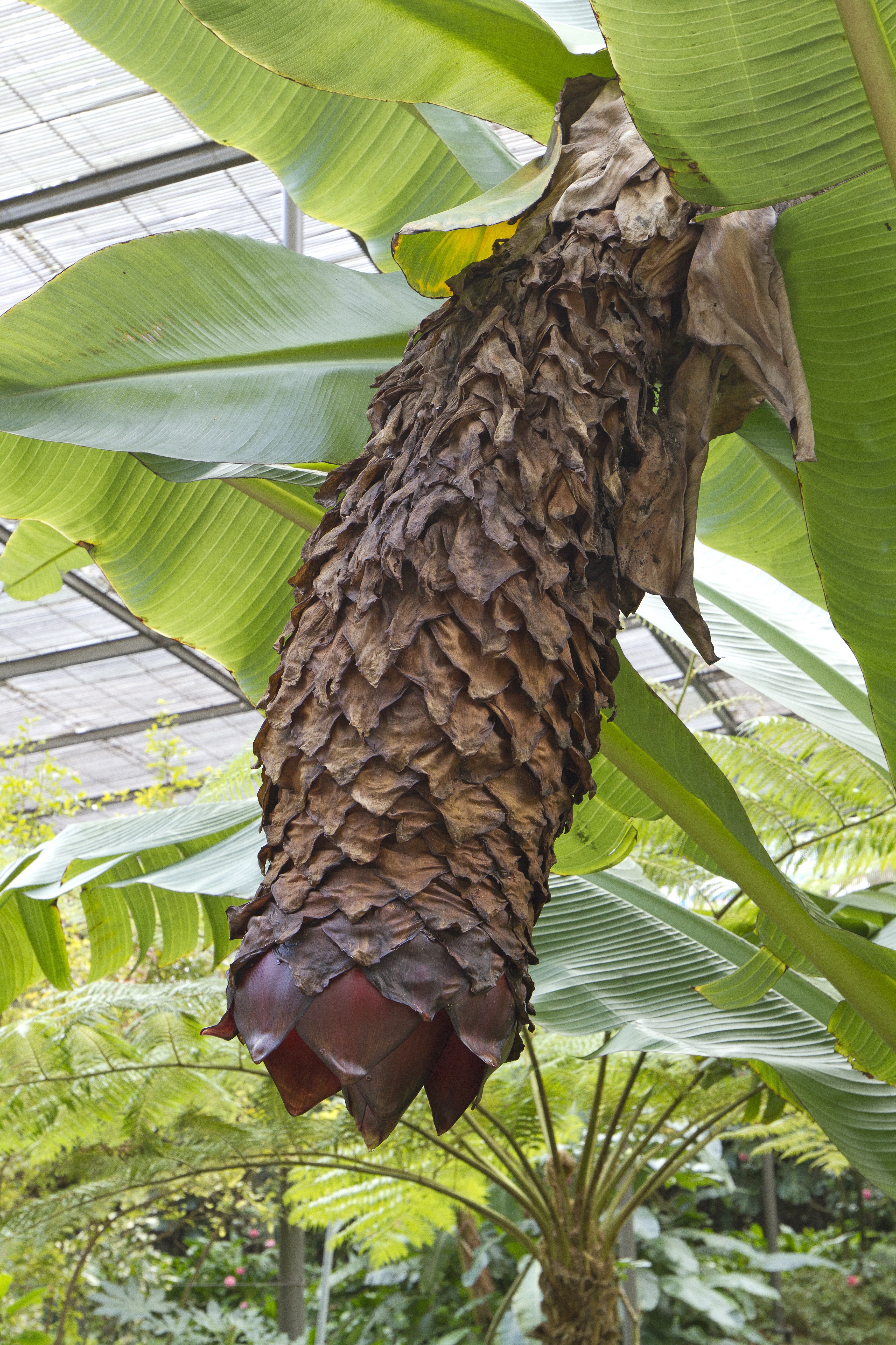 Az etióp banán (Ensente ventricosum) termése. Az etióp őslakosok nem ezt, hanem a növény fermentálható gyökerét fogyasztják.