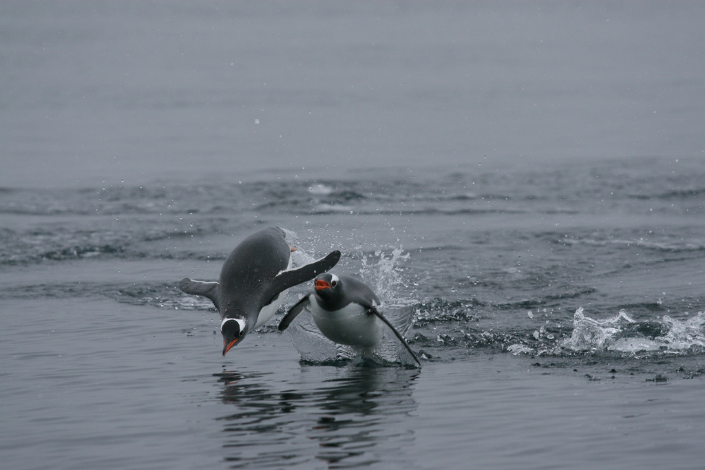 A déli sarkkörön túl megtelepedő szamárpingvinek a felmelegedést és az antarktiszi ökoszisztéma gyors változását jelzik
