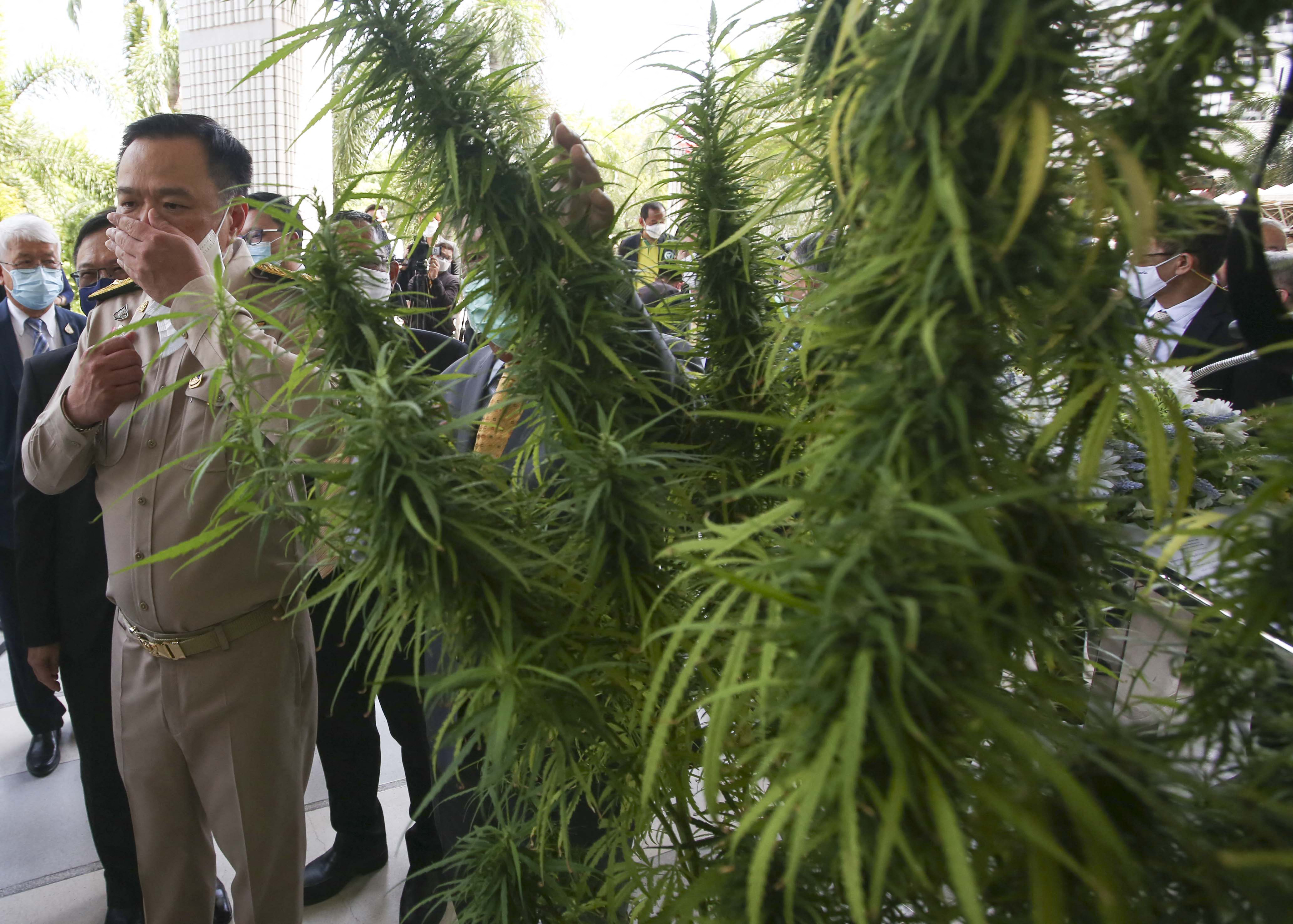 Thaiföld az első ázsiai ország, ahol dekriminalizálják a marihuánát