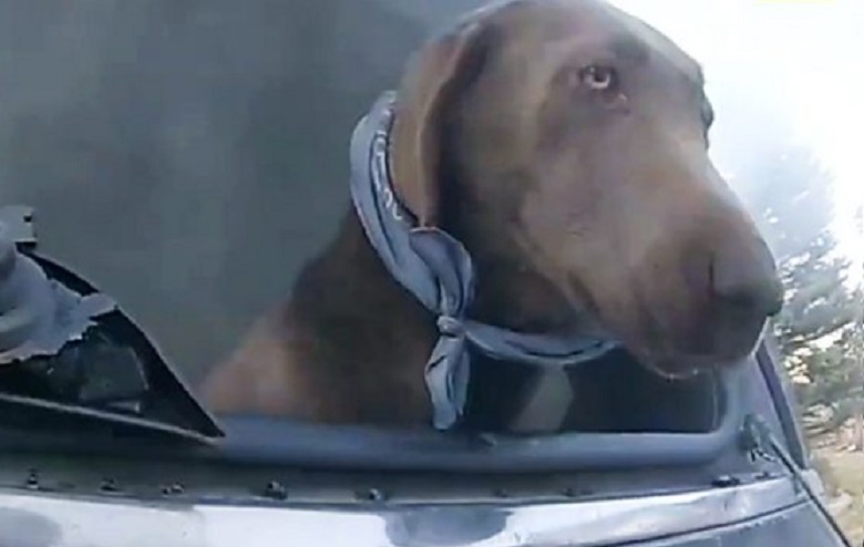 Égő autóból mentett ki egy kutyát egy coloradói seriffhelyettes