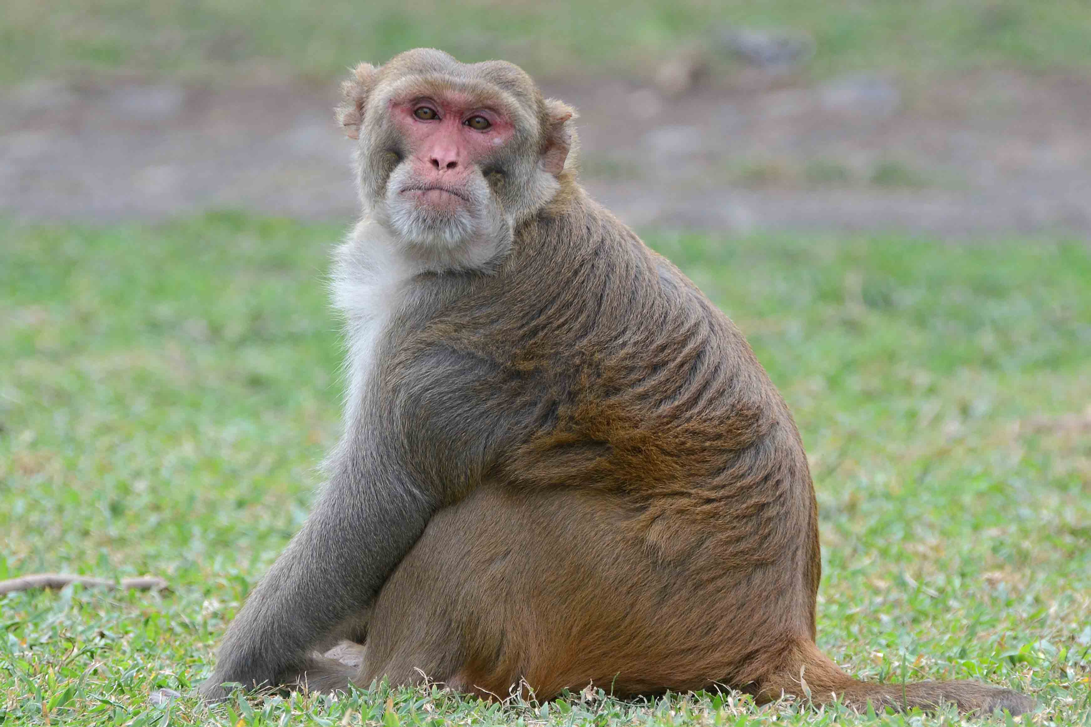 A hurrikánt átélő majmok extrém öregedése világít rá a környezeti stressz genetikai hatásaira