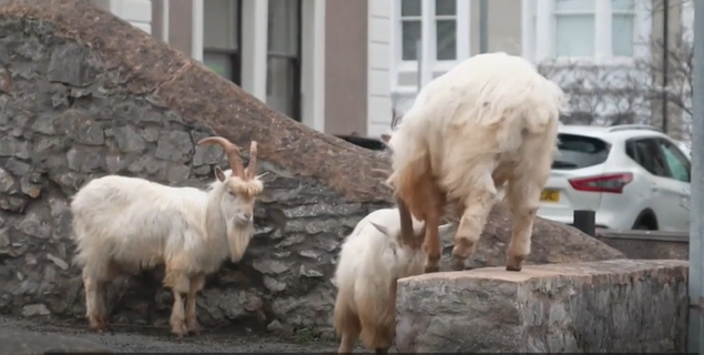 Csatározó kecskék miatt állt le a forgalom egy wales-i kisvárosban