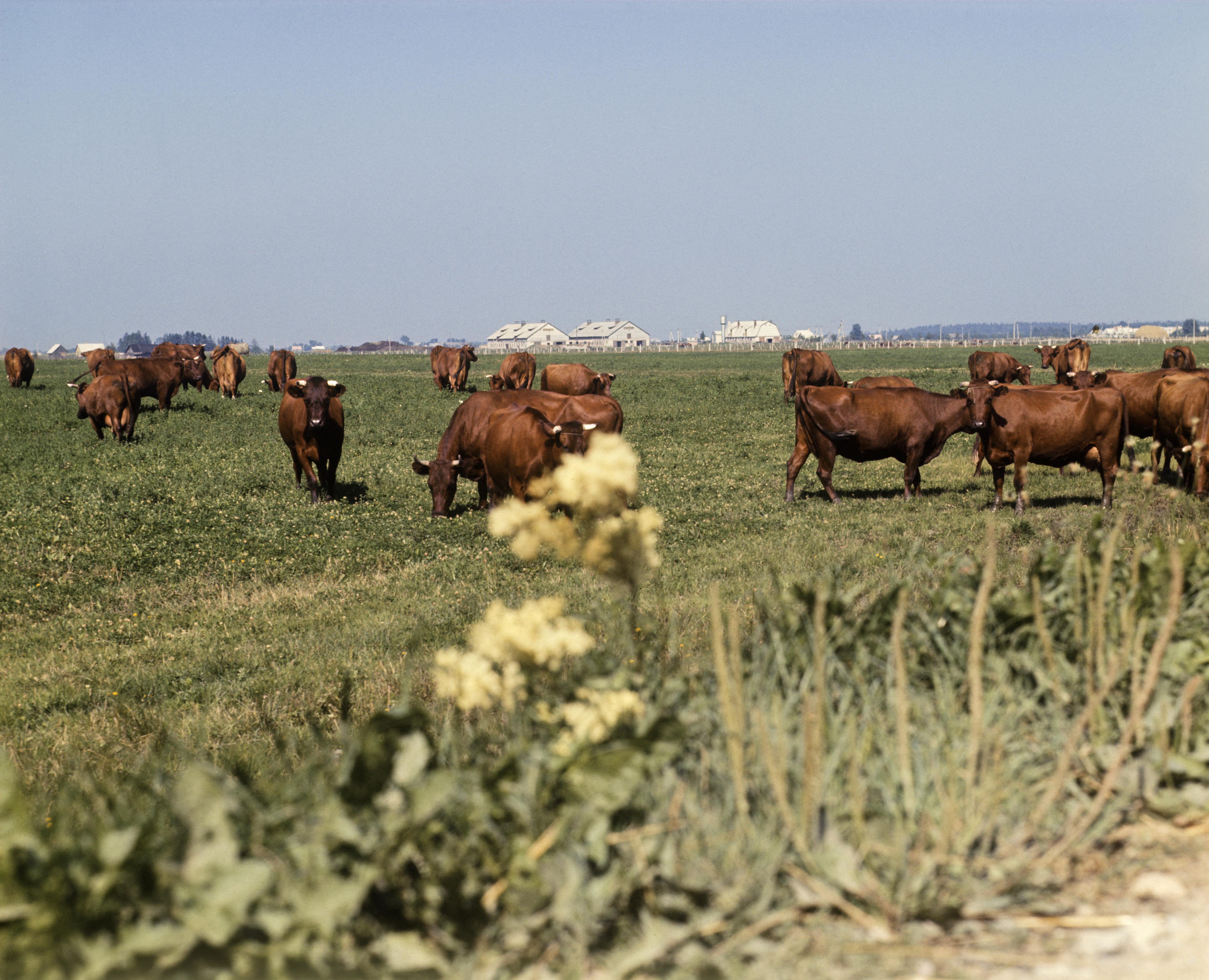 Kína nem vesz marhahúst Litvániától, amióta barátkozni kezdtek Tajvannal
