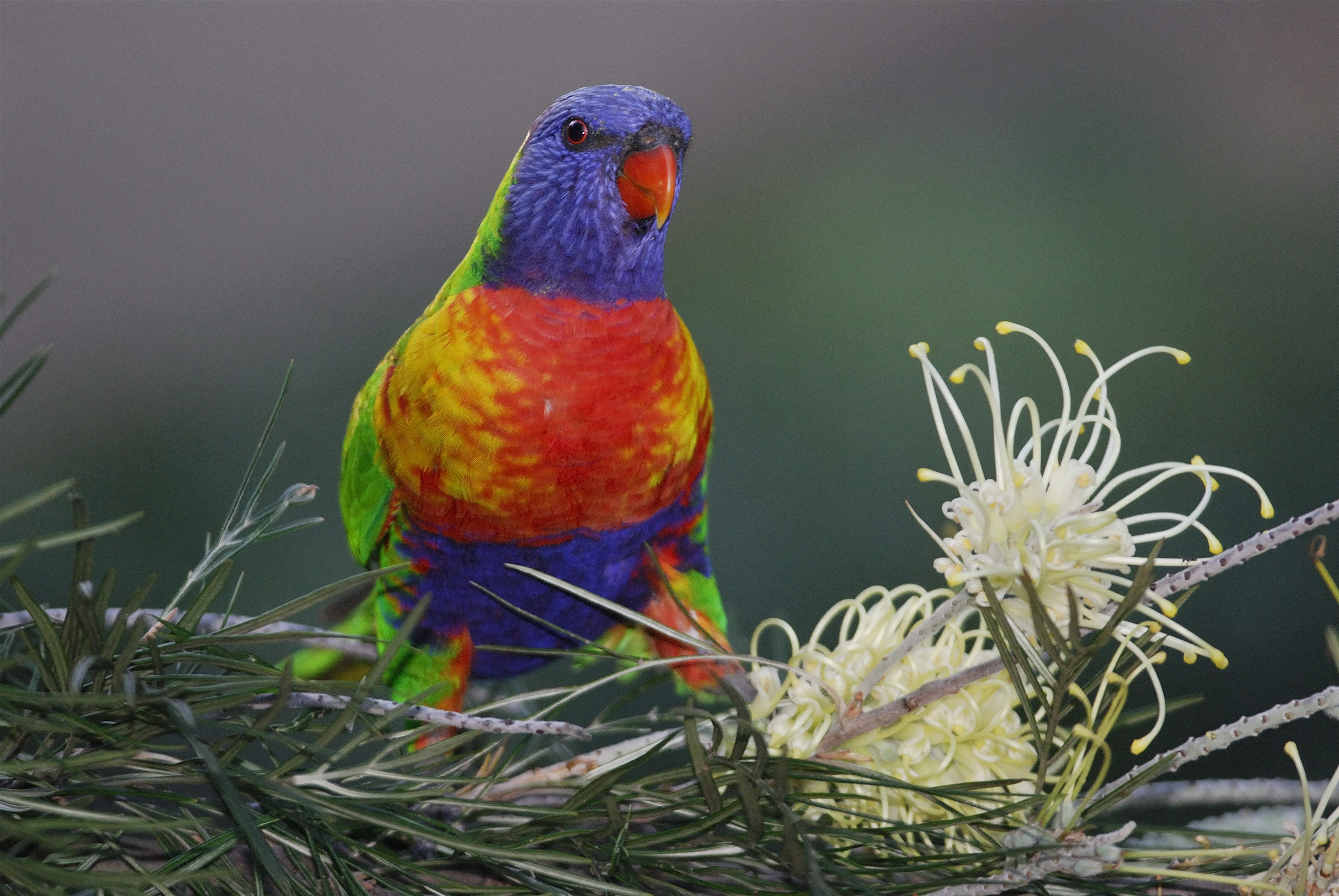 Szökött papagájok veszélyeztetik Új-Zéland madárvilágát