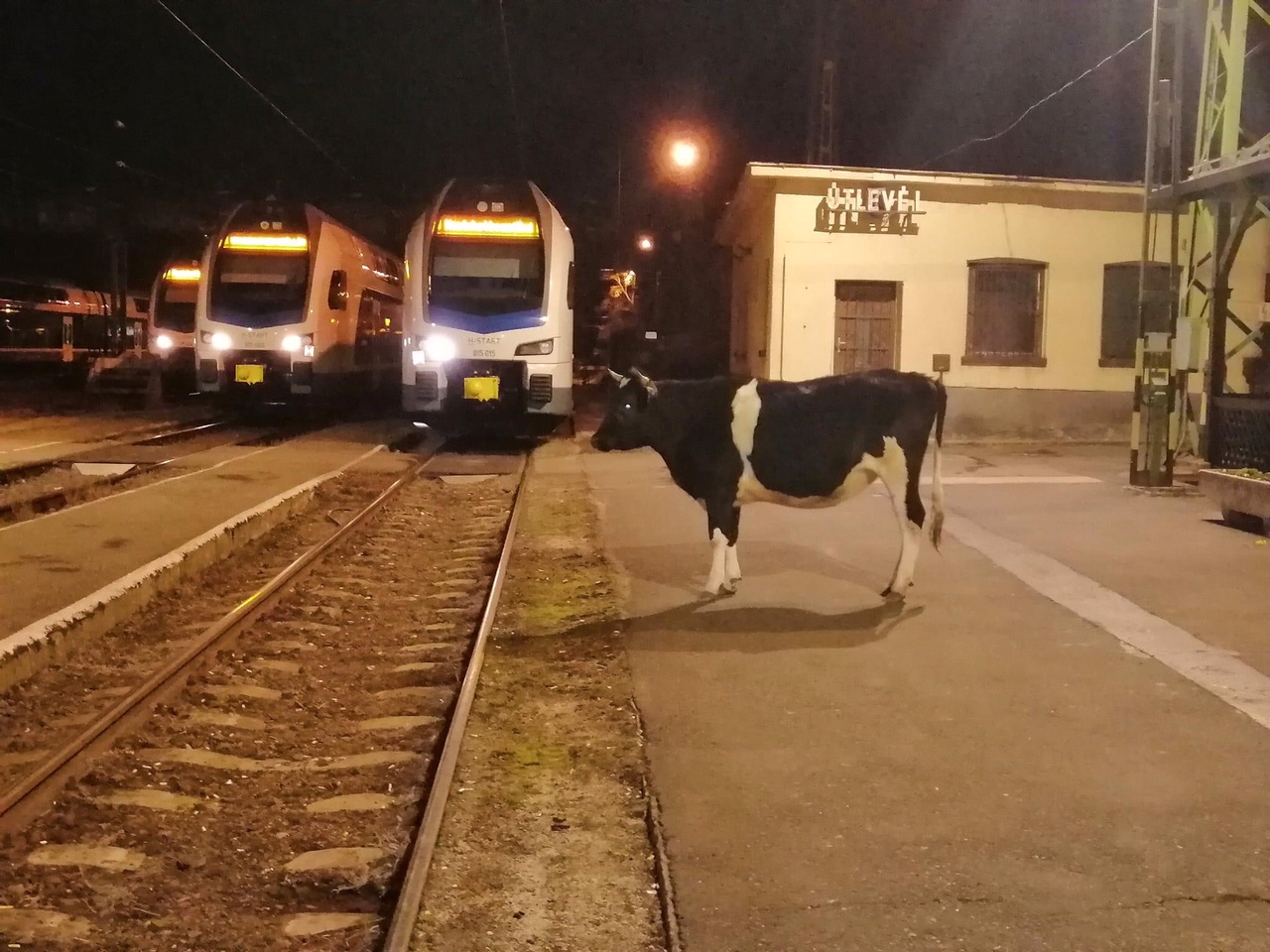 Egy tehén várt a reggeli gyorsra a szobi vasútállomáson