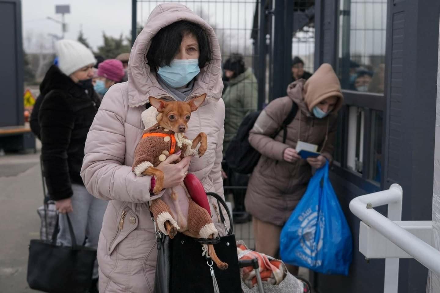 Magyarok ezrei szervezik a kutyák, macskák és díszpintyek evakuálását Ukrajnából