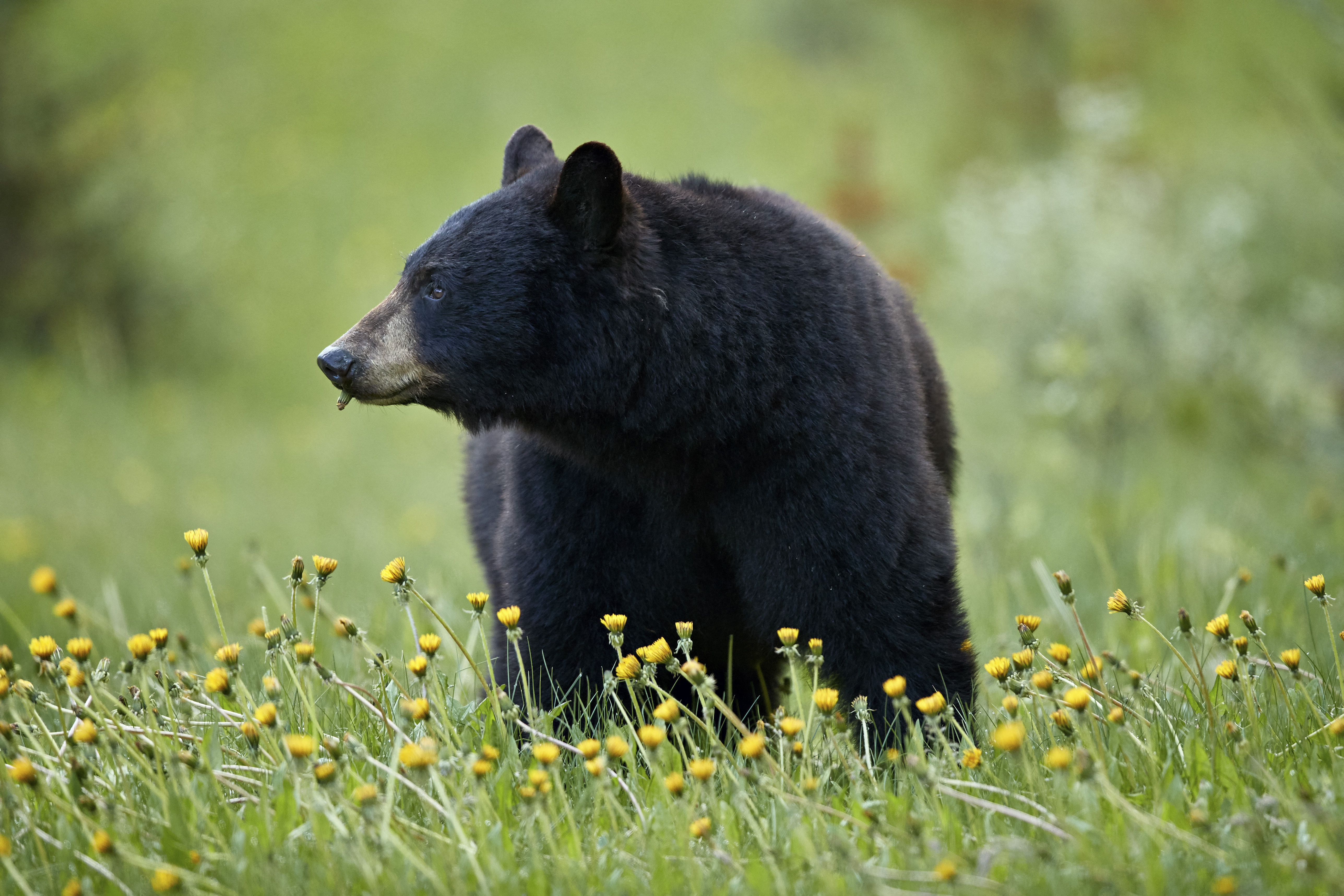 Egy fekete medve pitypangot eszik ártatlanul.