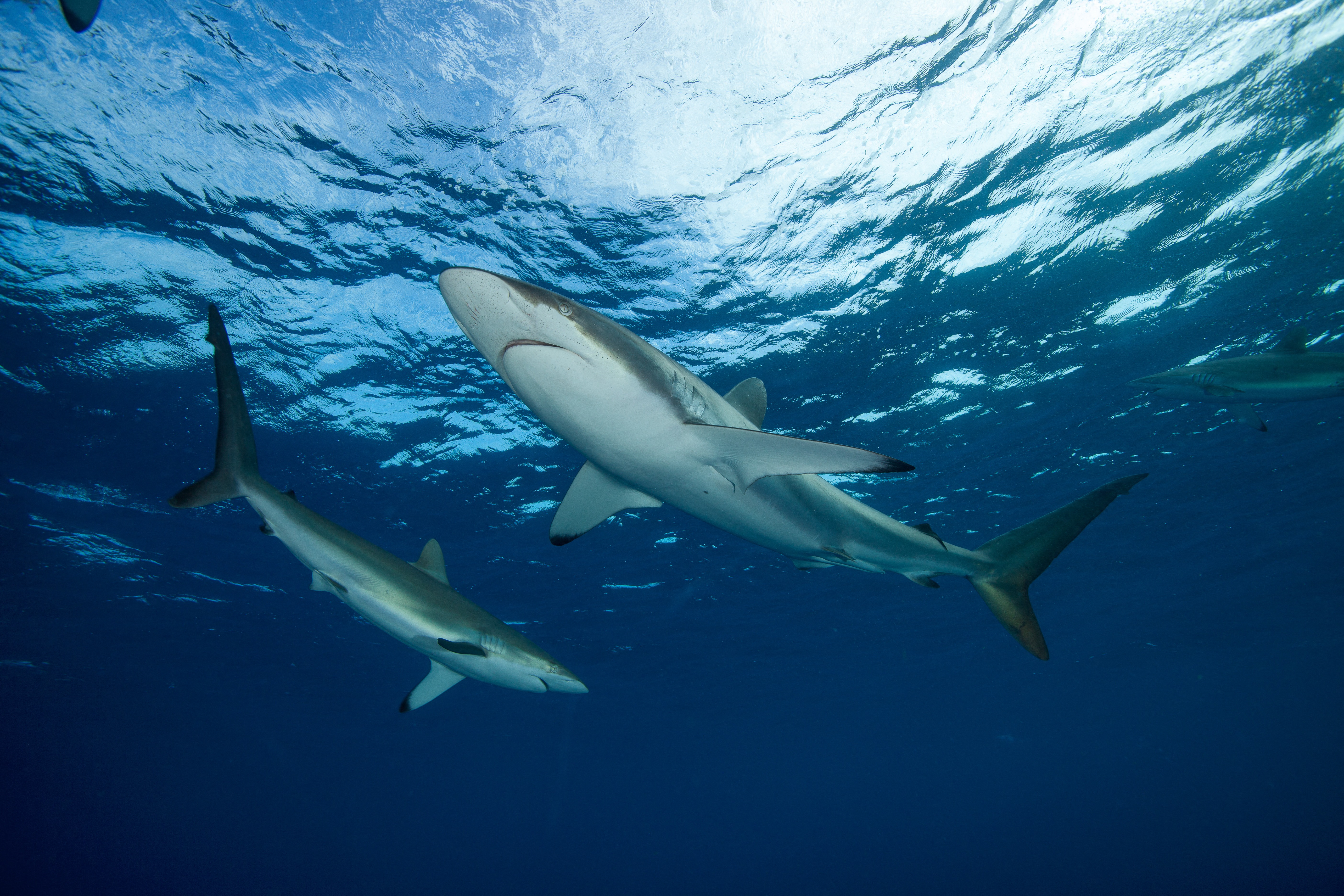 Veszélyeztetett cápafajok DNS-ét találták meg kutya- és macskaeledelekben