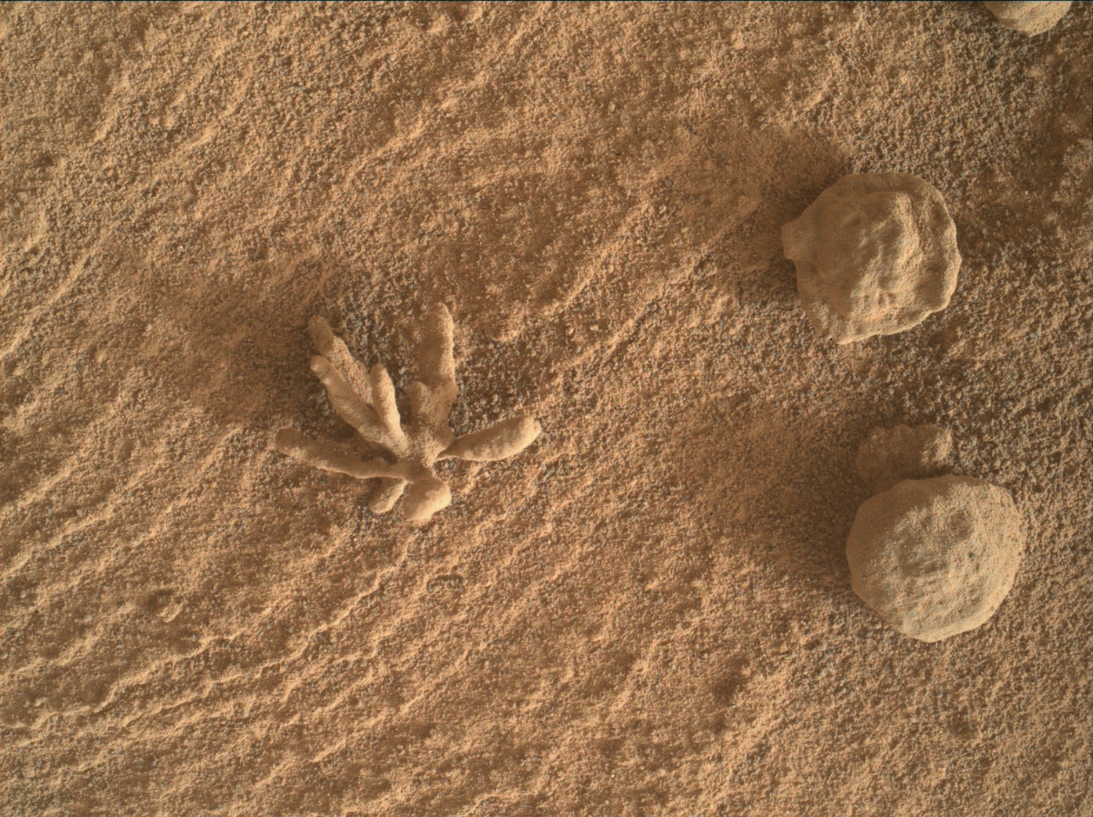 Korallszerű kökénysóra leltek a Marson