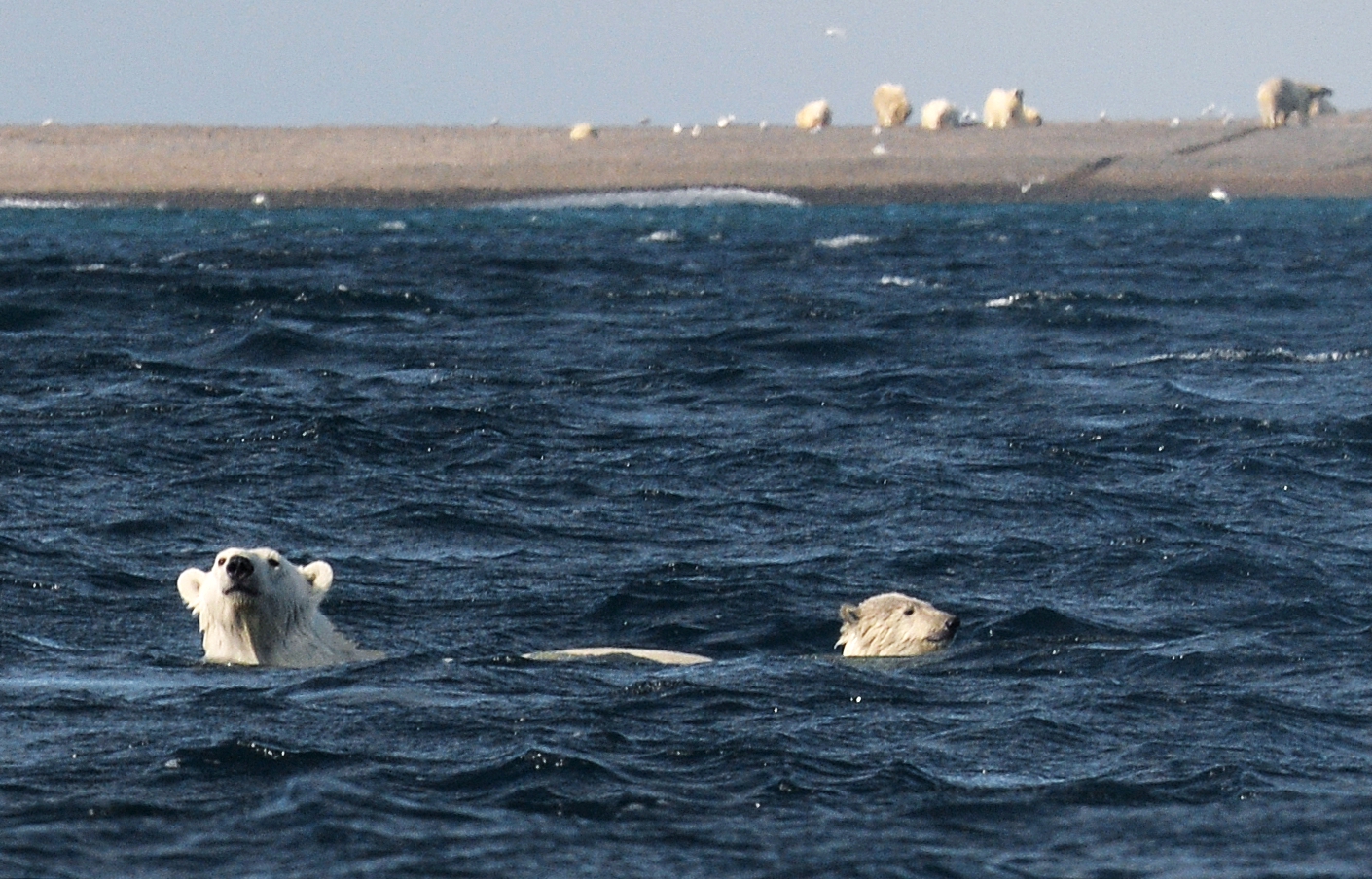 Nyaraló jegesmedvék az Oroszországhoz tartozó Wrangel-szigetnél 2017. augusztusában