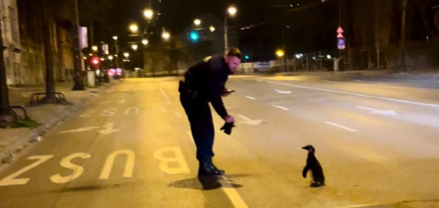 Akár egy kilométert is totyoghatott éjjel a szökevény budapesti pingvin