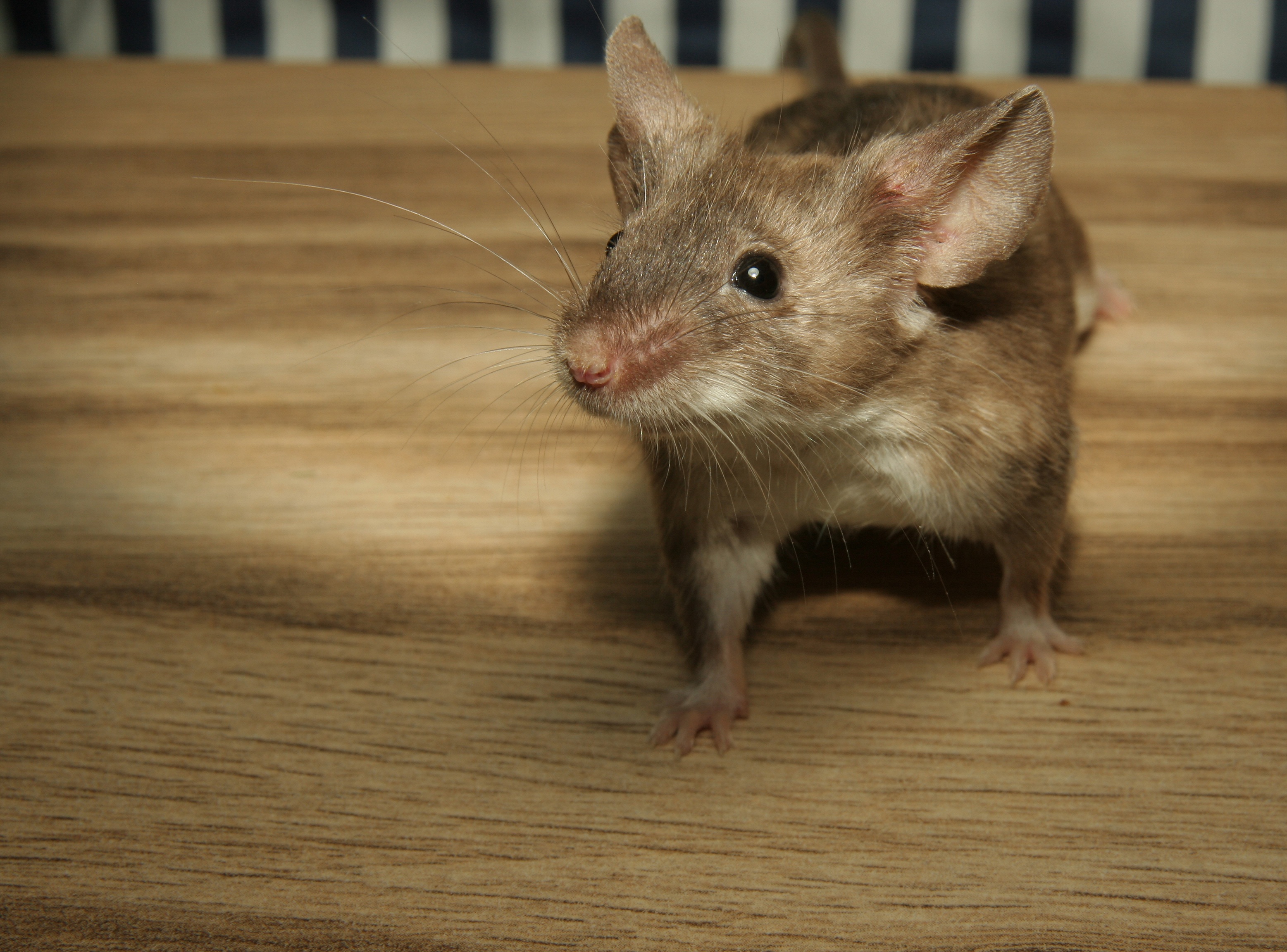 Sikerült szűznemzésre bírni egy egeret, igaz, alaposan meg kellett hozzá bütykölni a genetikai állományát