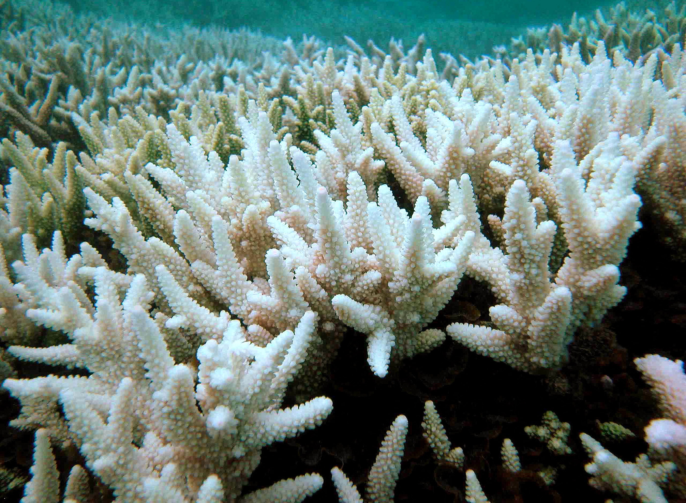 Épp zajlik a hatodik tömeges fehéredési esemény a Nagy-korallzátonyon