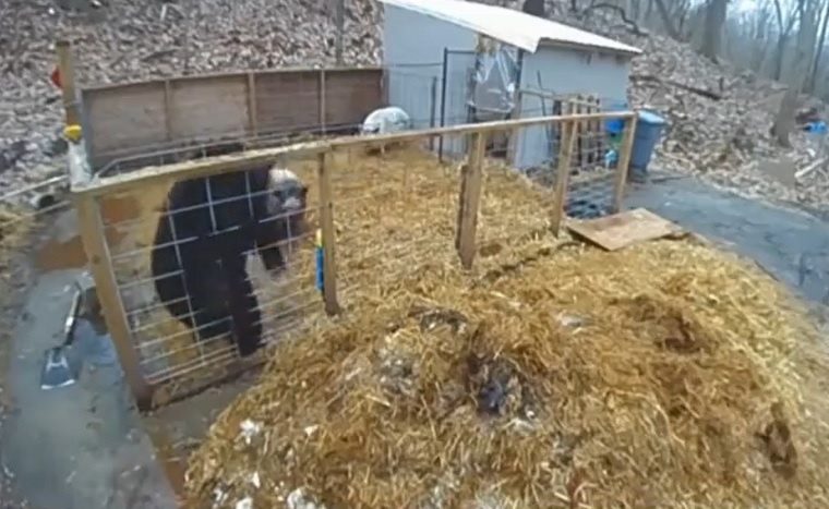 Két disznó elkergetett egy medvét