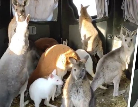 Kisbuszban mentették a kengurukat a lebombázott ukrán állatkertből