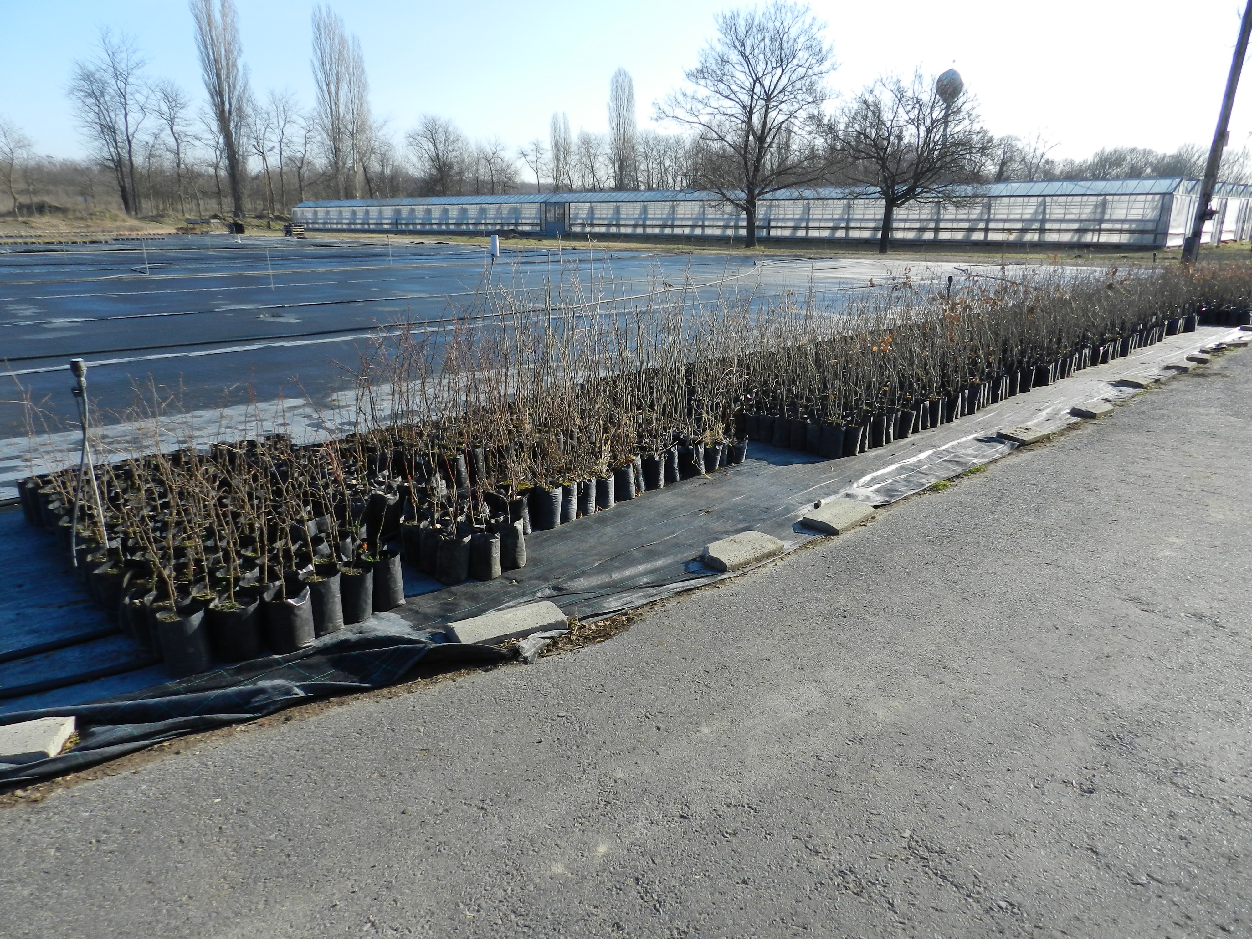 3000 db új fát ültetett a FŐKERT Budapesten
