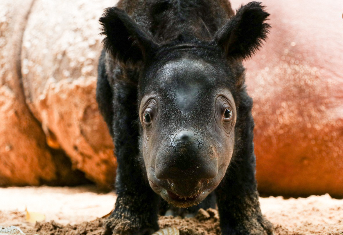 Szívderítő hírek: ritka orrszarvúbébi született Indonéziában