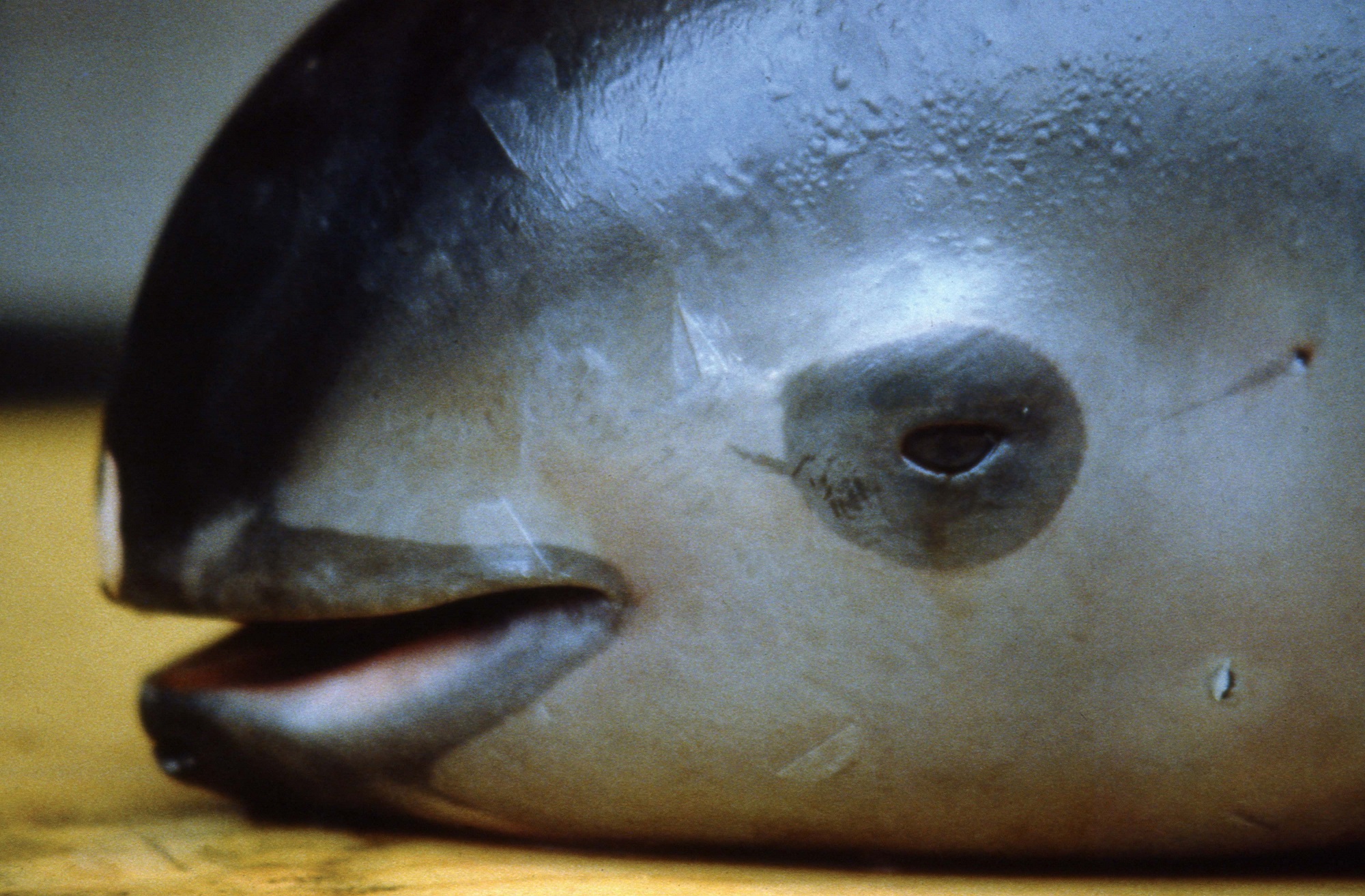 Csak 8 disznódelfin maradhatott a Kaliforniai-öbölben