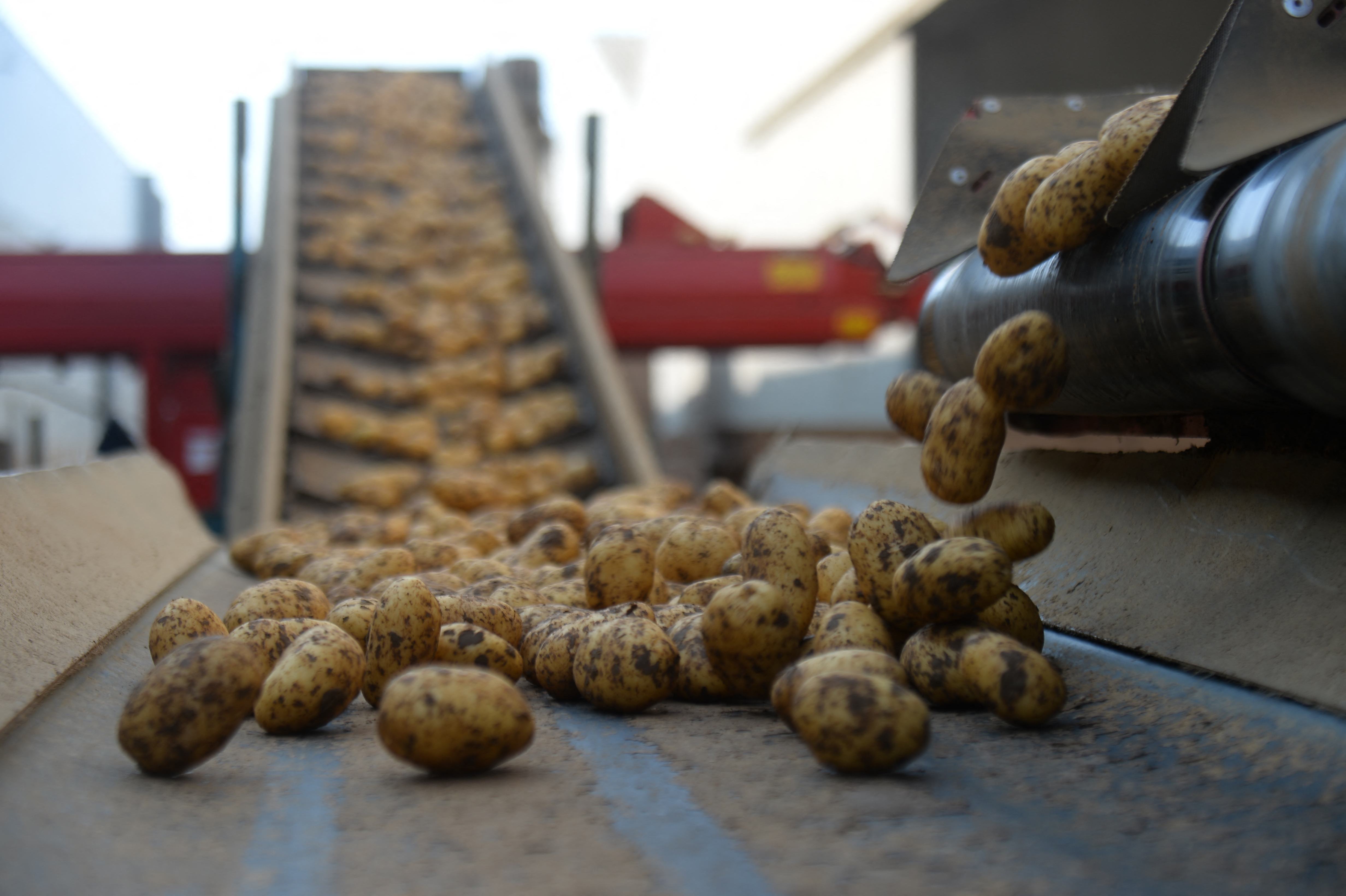 Gránátot találtak a krumplik között egy új-zélandi chipsgyárban
