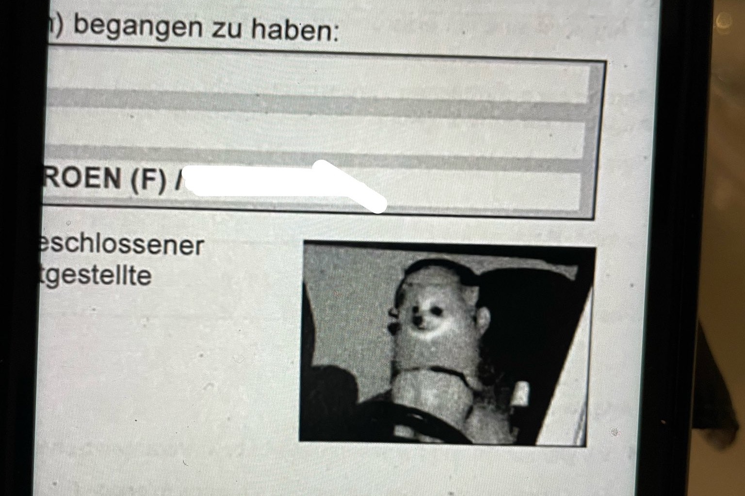Gyorshajtó kiskutyát kapott le a traffipax Németországban