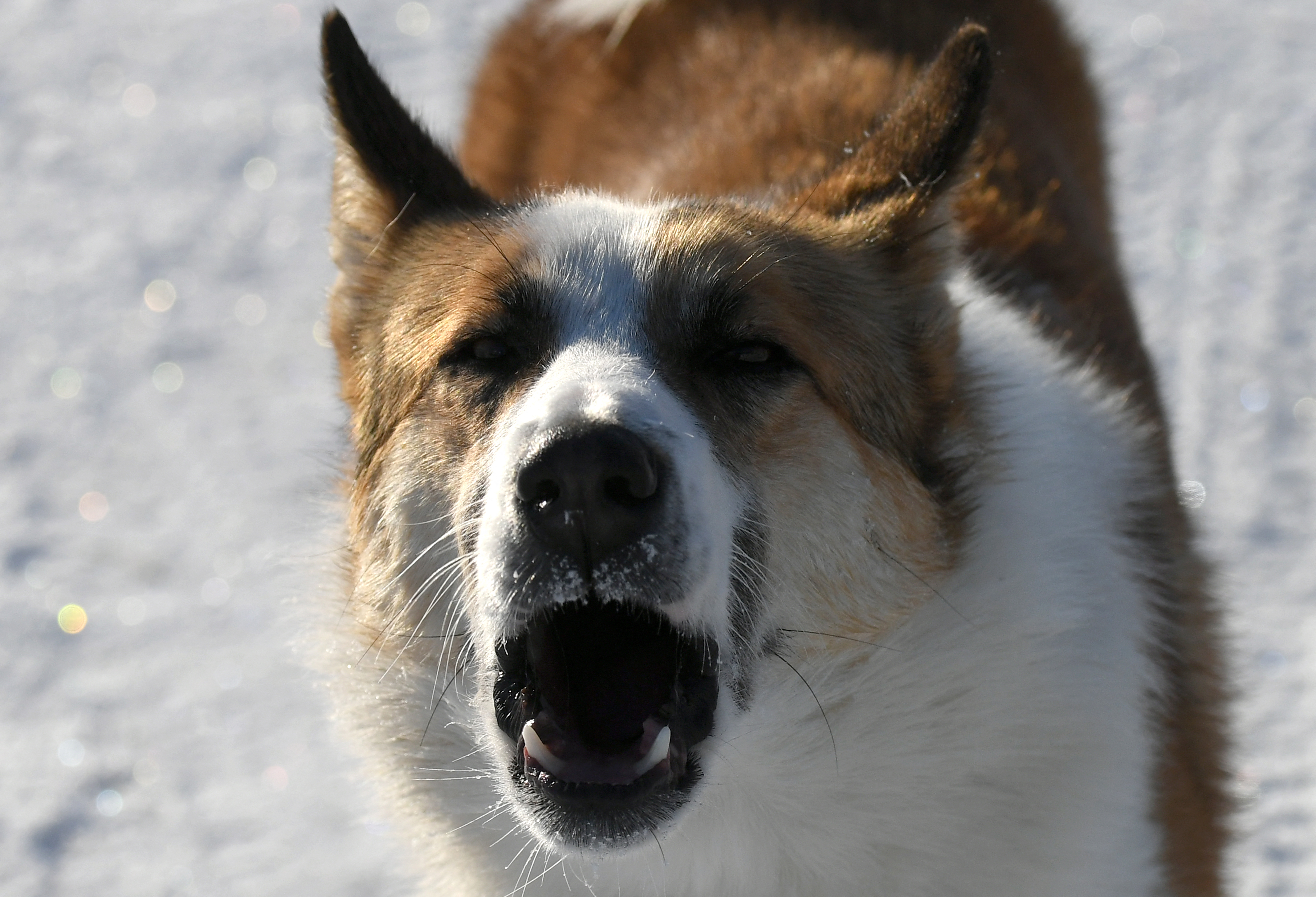 Valójában kutyák követték el a korábban farkasoknak tulajdonított támadásokat a Bükkben