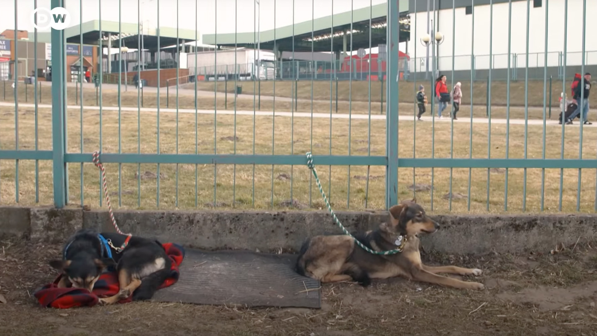 Lengyelországban az Ukrajnából kimentett kutyáknak is segítenek