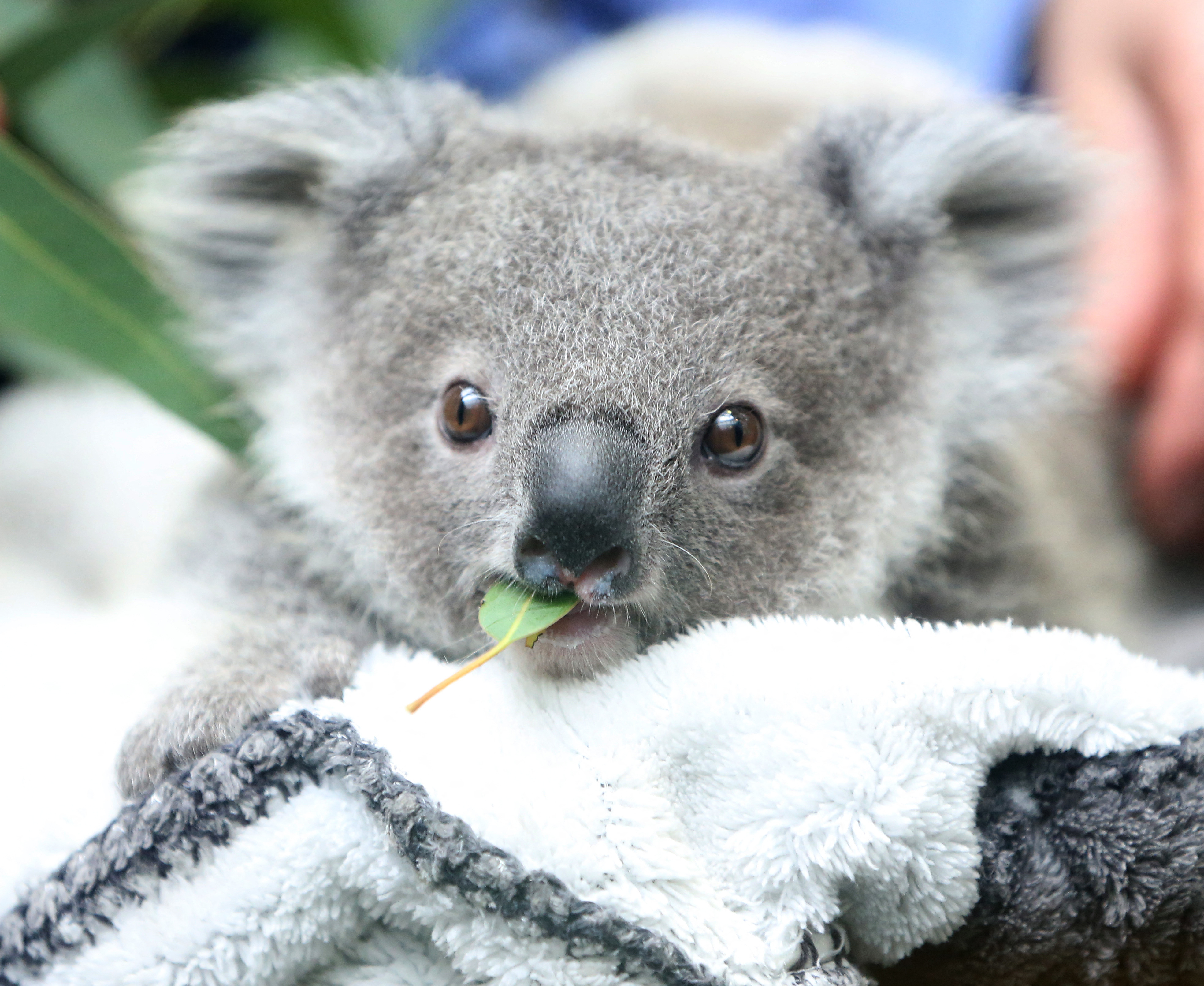 Fagyasztott spermával akarják megmenteni a koalákat a kihalástól
