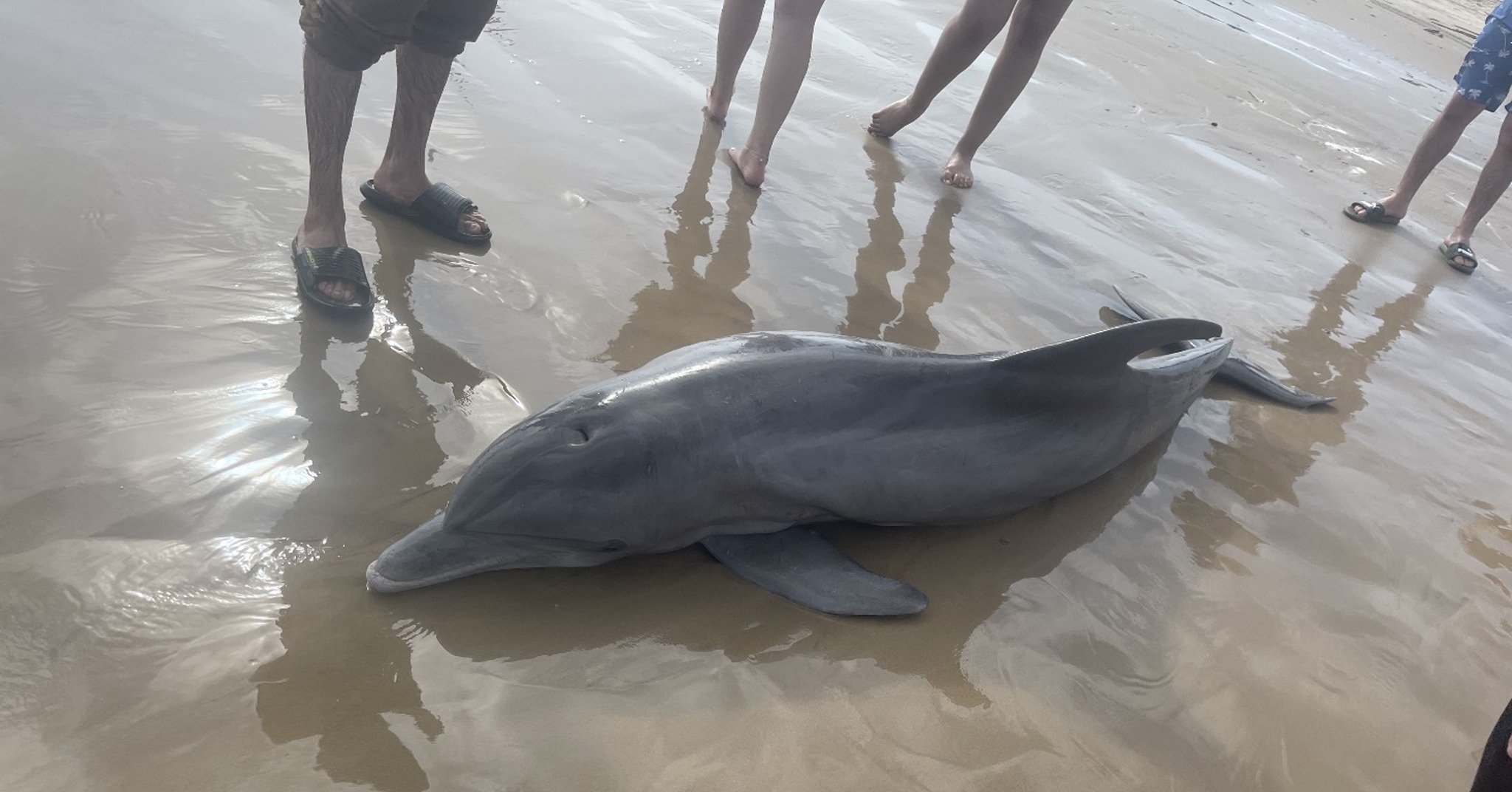 Halálra lovagoltak egy partra vetett delfint Texasban