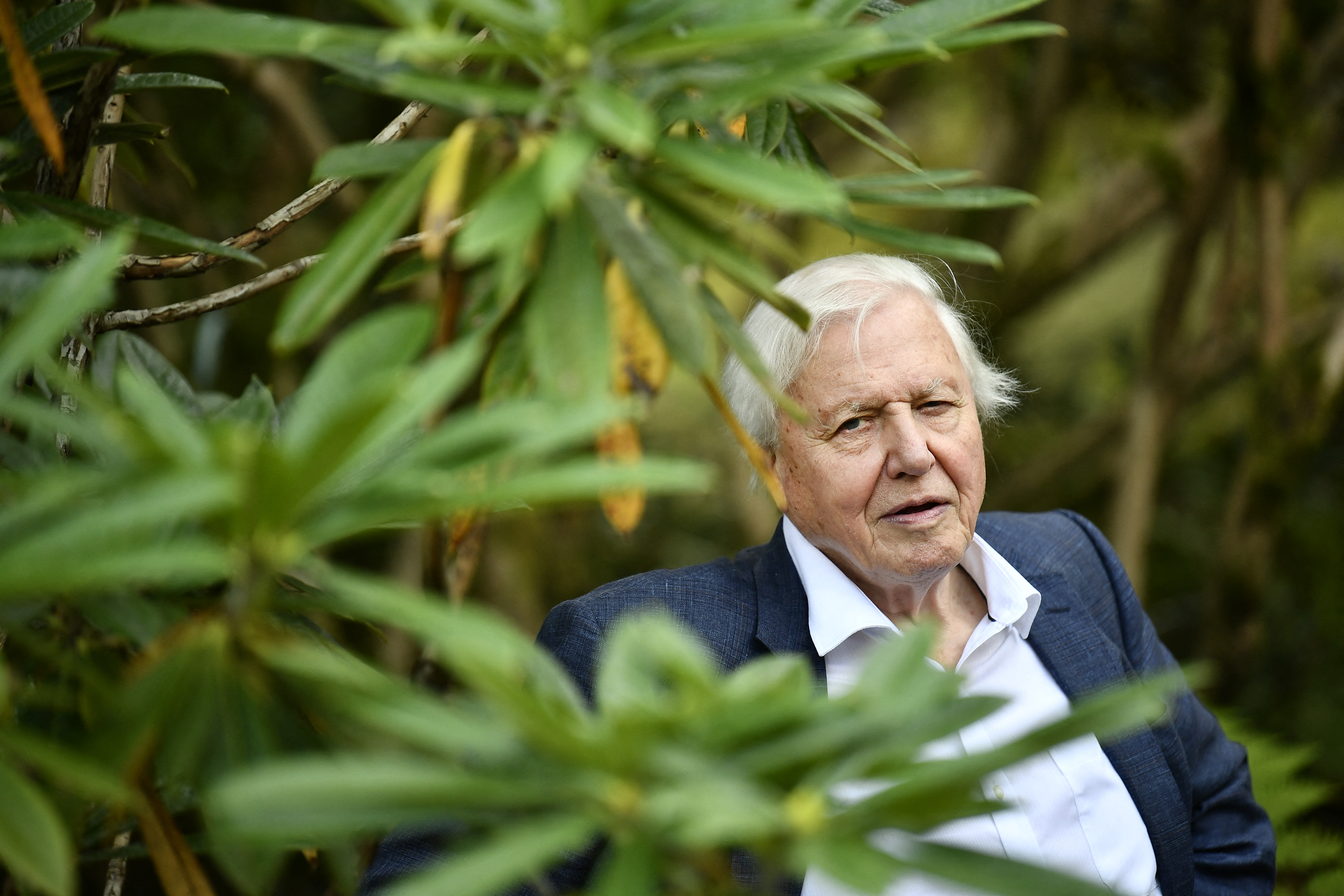 A Föld Bajnoka címmel tüntette ki Sir David Attenborough-t az ENSZ