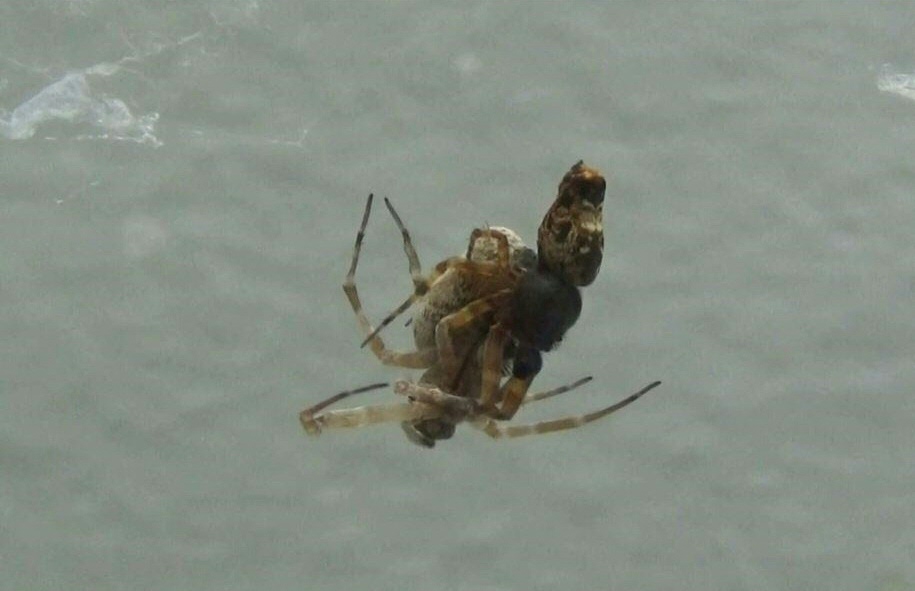 Párzás után katapultálva menekülnek bizonyos hím pókok