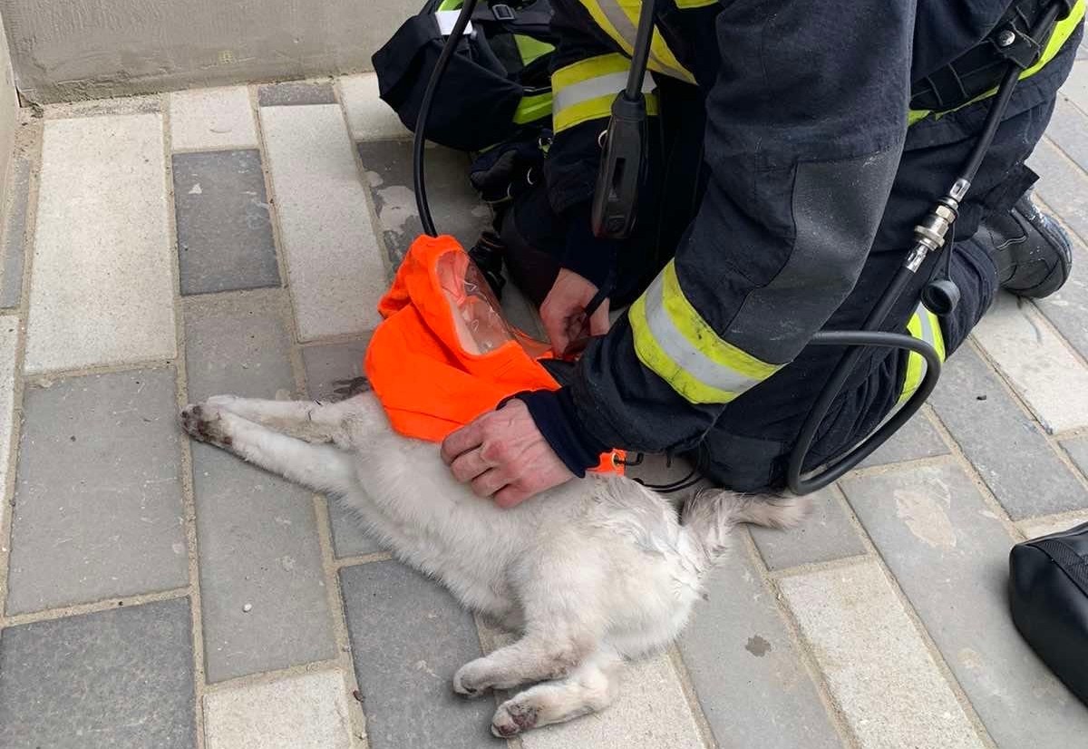 Tűzoltók lélegeztettek egy mogyoródi tűzből kimentett macskát
