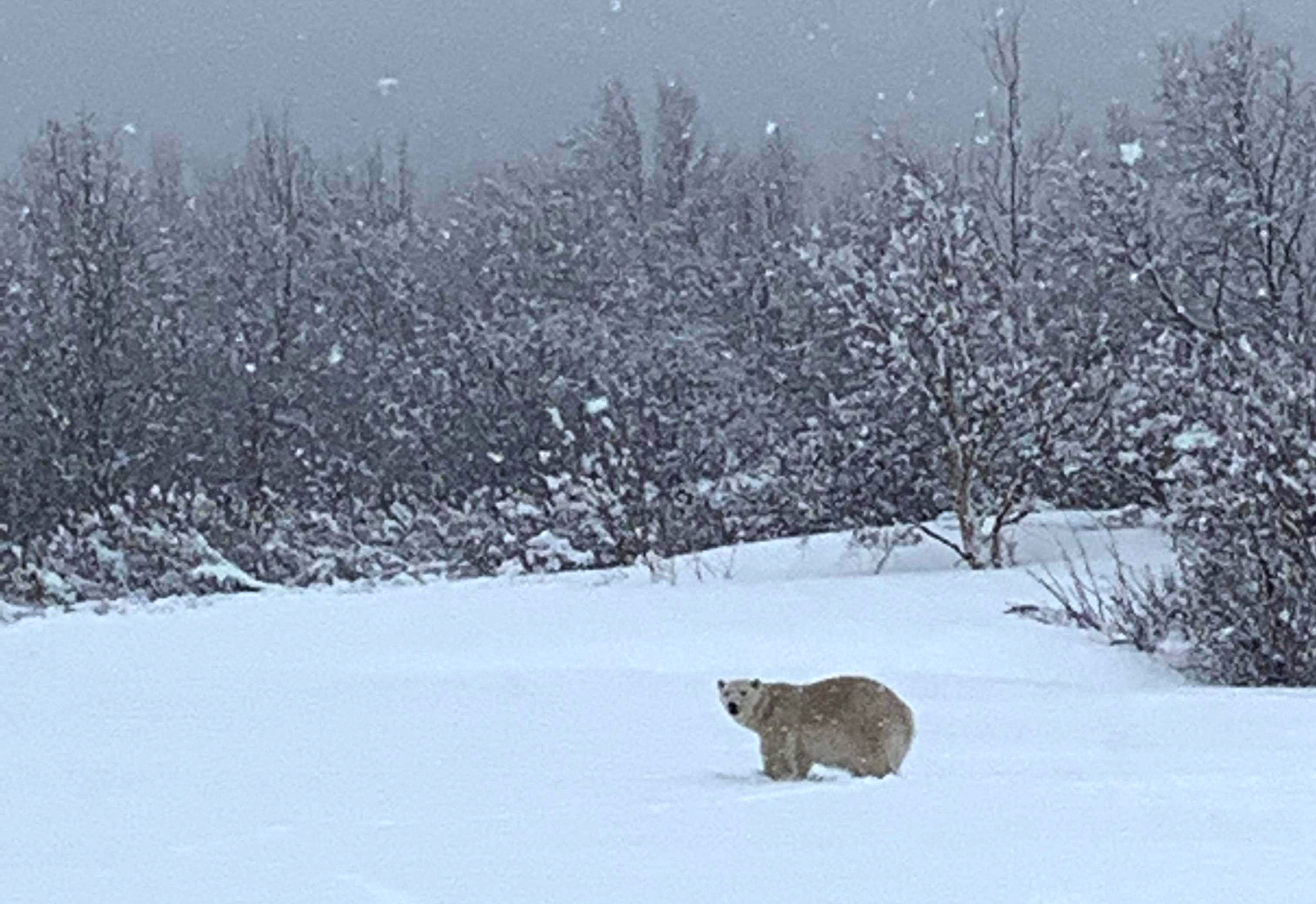Jegesmedvét észleltek szombaton Quebec egyik régiójában, a St. Lawrence folyótól délre. A vadvédelmi tisztek és a rendőrség riasztották a Montrealtól több mint 800 kilométerre keletre fekvő Gaspé-félszigeten lévő Madeline-Centre lakóit a szokatlan látogató miatt.