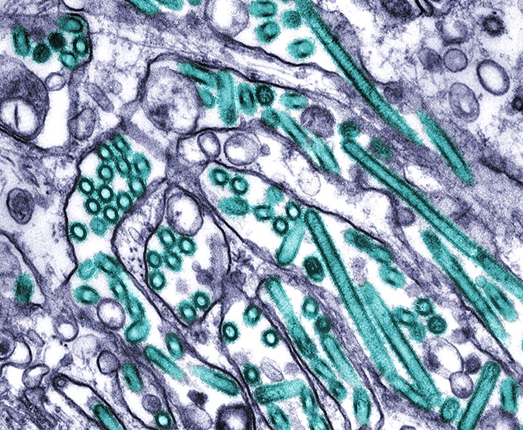 A(H5N1) vírusrészecskék kutyák vesesejtjeiben elektronmikroszkópos felvételen
