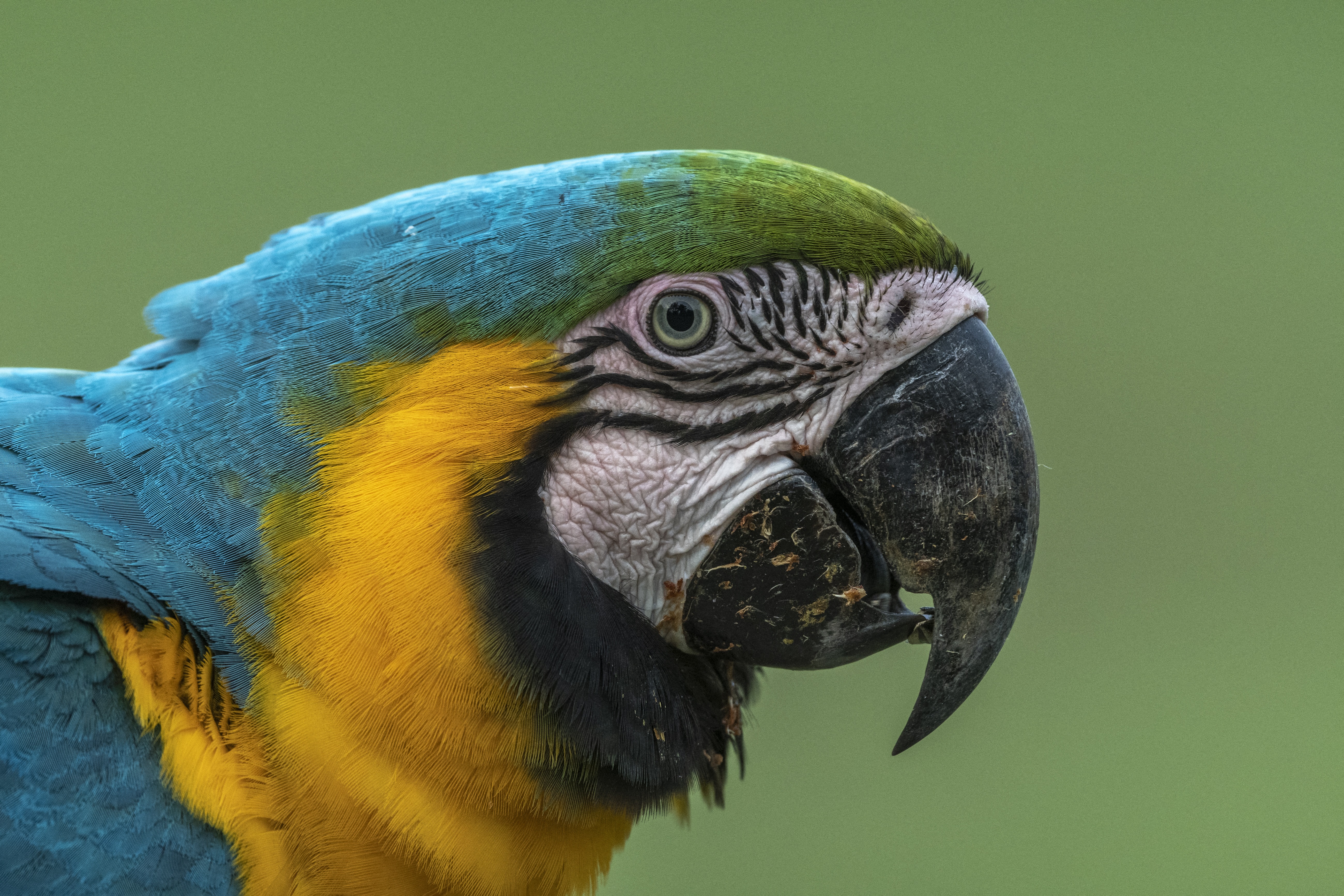 Világszerte veszélyben vannak a papagájok