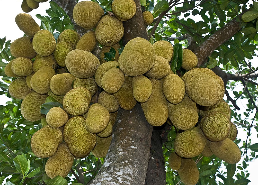 A jackfruit a legnagyobb fán termő gyümölcs, akár 55 kilogrammos is lehet