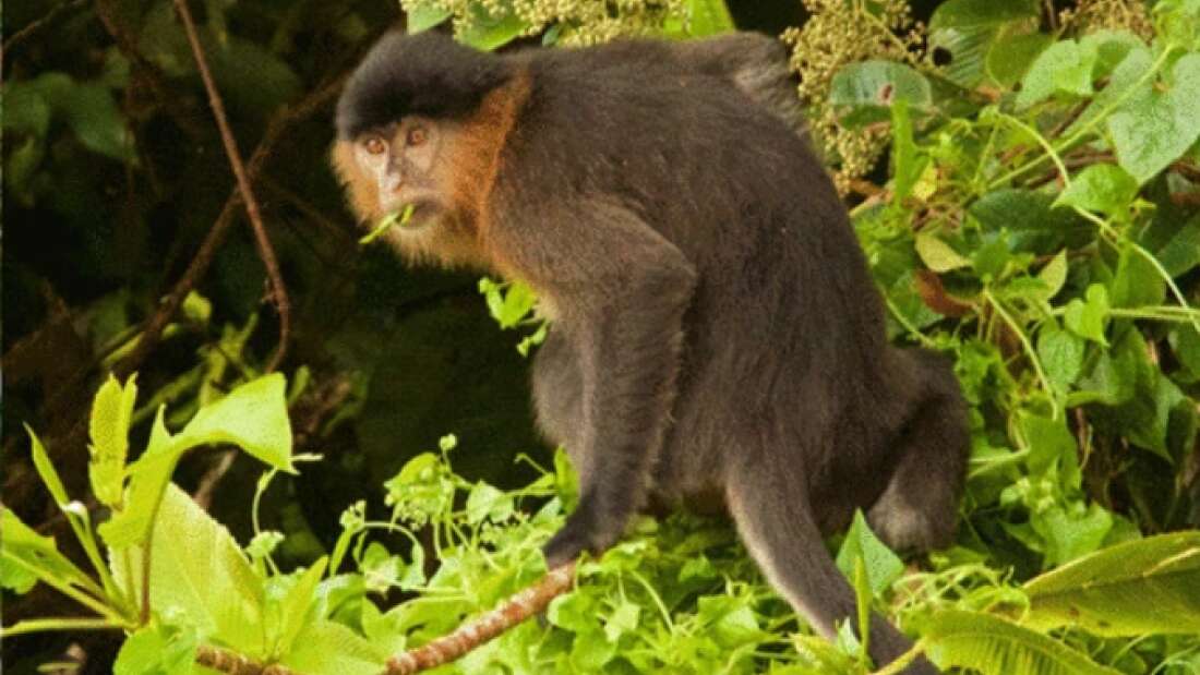 Két távoli rokonságban álló faj ritka kereszteződéséből alakulhatott ki a rejtélyes borneói majom